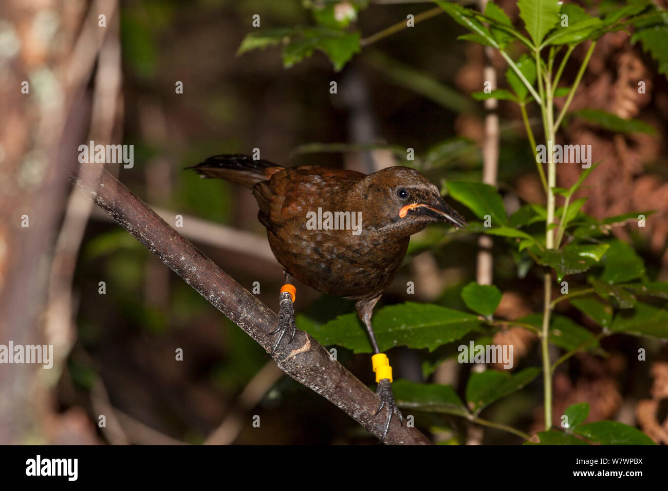 Vor kurzem vollwertigen juvenile South Island saddleback (Philesturnus carunculatus) Peering aus dem Unterholz. Ulva Island, Stewart Island, Neuseeland, November. Stockfoto