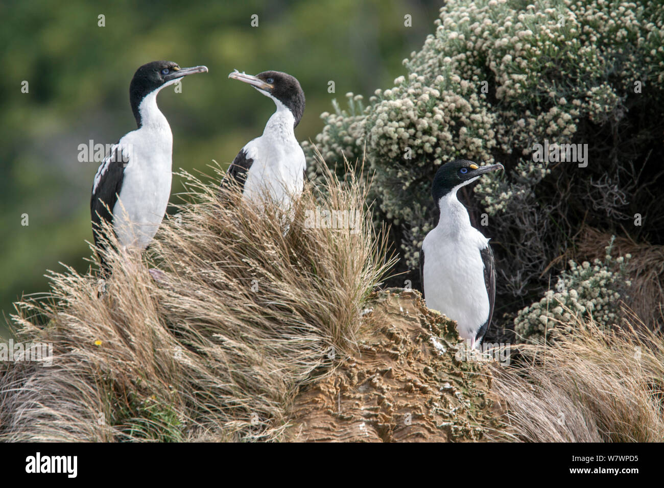 Zwei nach Neuseeland König krähenscharben (Leucocarbo carunculatus) (links und rechts) mit einem kürzlich Flügge unreif. Queen Charlotte Sound, Marlborough Sounds, Neuseeland, Februar. Gefährdete Arten. Stockfoto