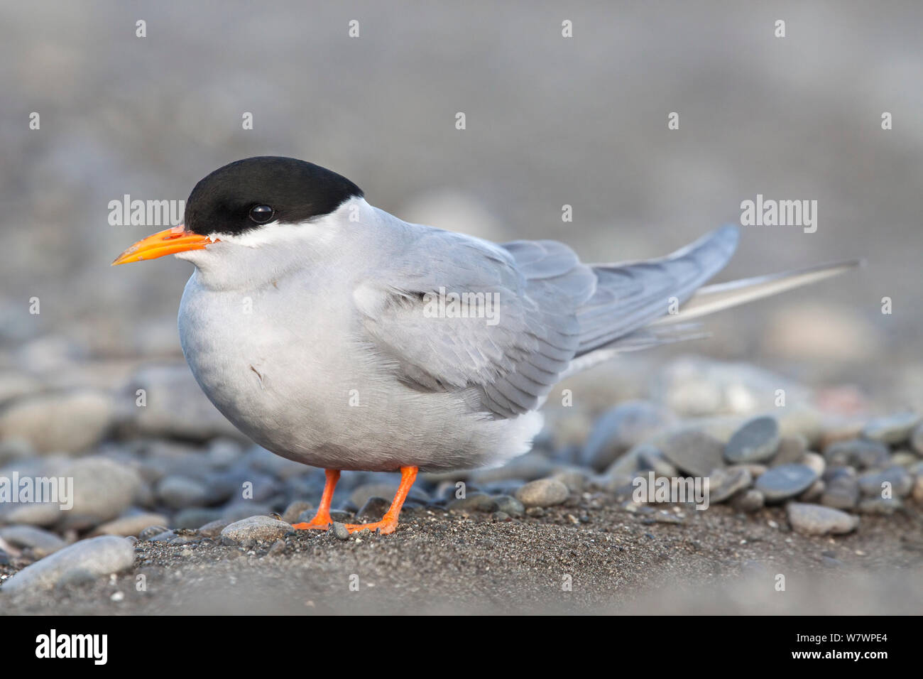 Nach Schwarz-fronted tern (Chlidonias albostriatus) in Zucht Gefieder ruht auf einem Kieselstrand. Ngaruroro Rivermouth, Hawkes Bay, Neuseeland, Juli. Gefährdete Arten. Stockfoto