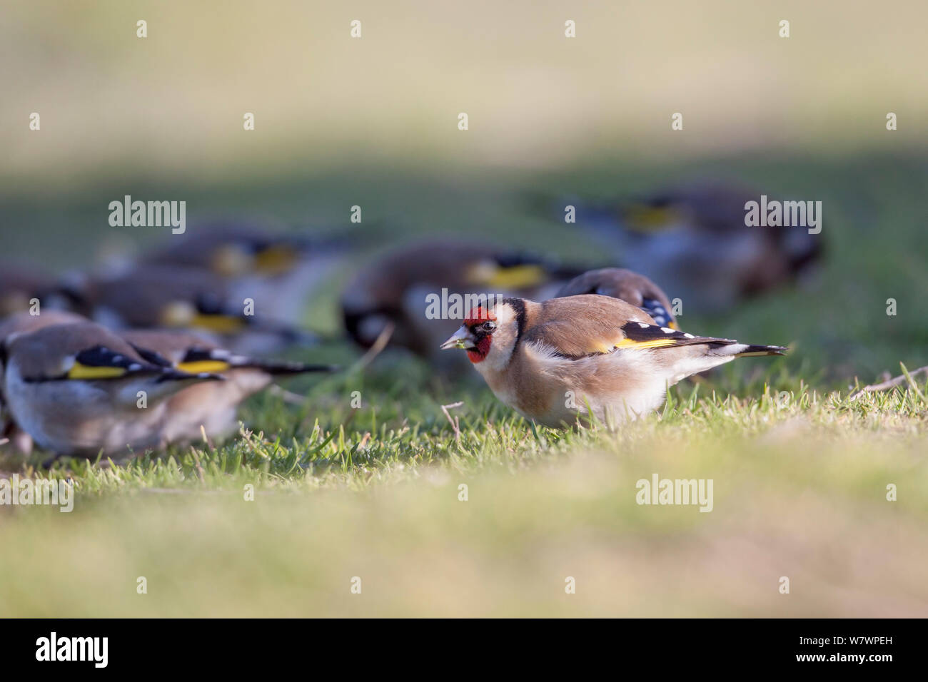 Ein &#39; Charme &#39; der Europäischen goldfinches (Carduelis carduelis) Fütterung auf Saat unter kurzen Gras. Waikanae Mündung, Wellington, Neuseeland, August. Eingeführte Arten in Neuseeland. Stockfoto