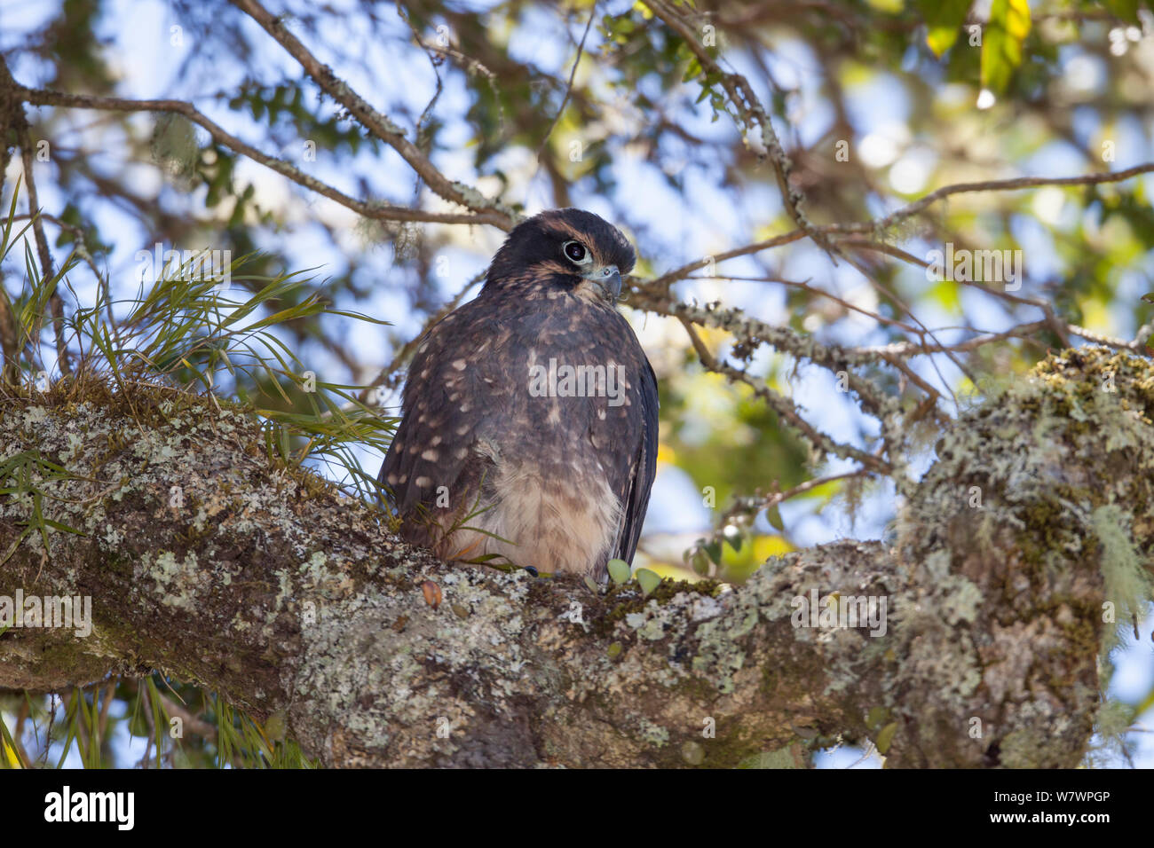 Vor kurzem vollwertigen juvenile Neuseeland Falcon (Falco novaeseelandiae Ferox) auf eine Zweigniederlassung im Kronendach thront. Bilanzstrom Festland Insel, Hawkes Bay, Neuseeland, Januar. In der Nähe von bedroht. Stockfoto