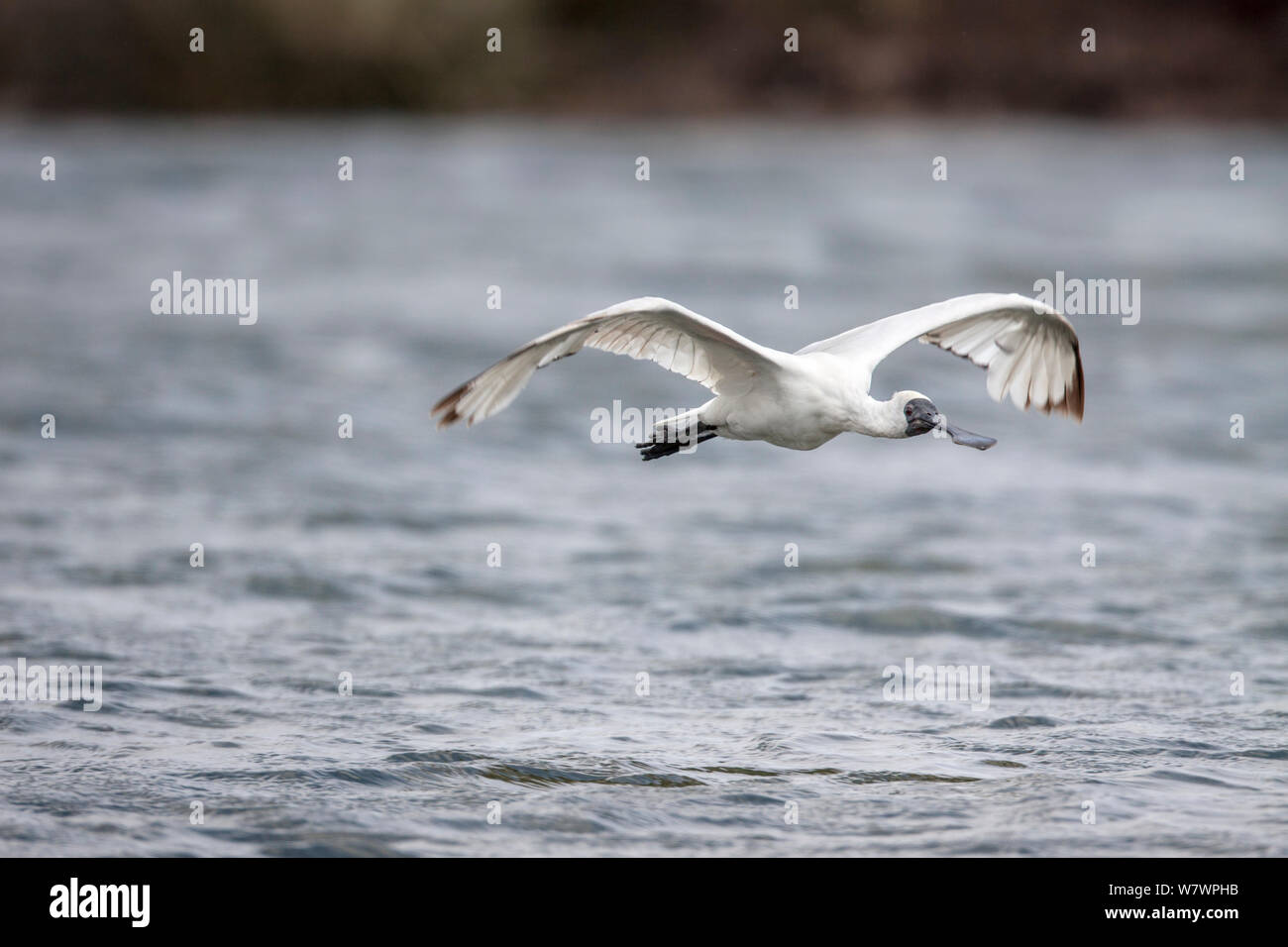 Kinder Royal Löffler (Platalea regia) mit verschlissenen Gefieder und dunklen Flügelspitzen, im Flug niedrig über dem Wasser. Waikanae Estuary, Wellington, Neuseeland, Februar. Stockfoto