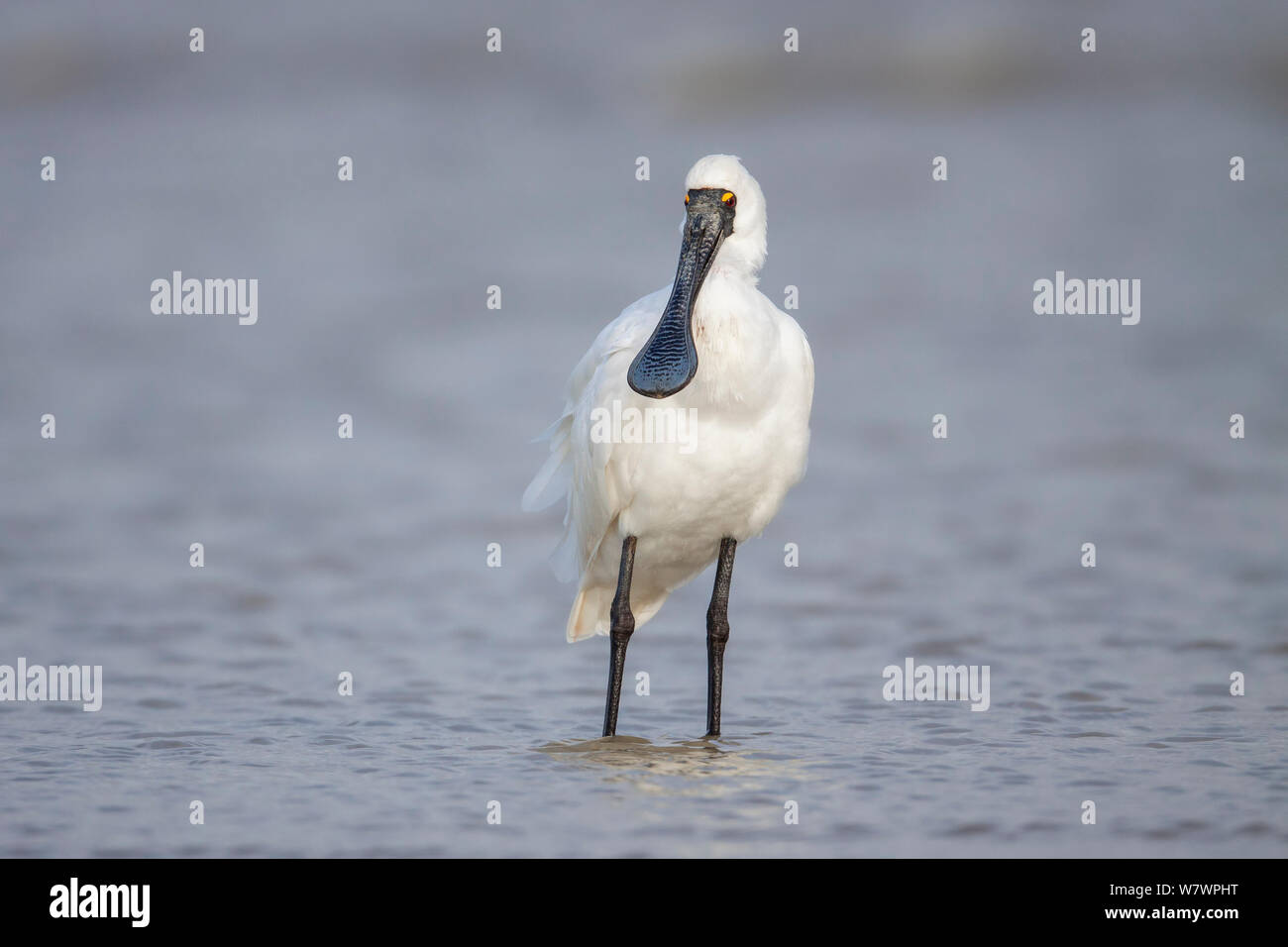 Nach Royal Löffler (Platalea Regia) in nicht-Zucht Gefieder, zeigt die unverwechselbare Löffelförmige Rechnung. Manawatu Estuary, Manawatu, Neuseeland, September. Stockfoto