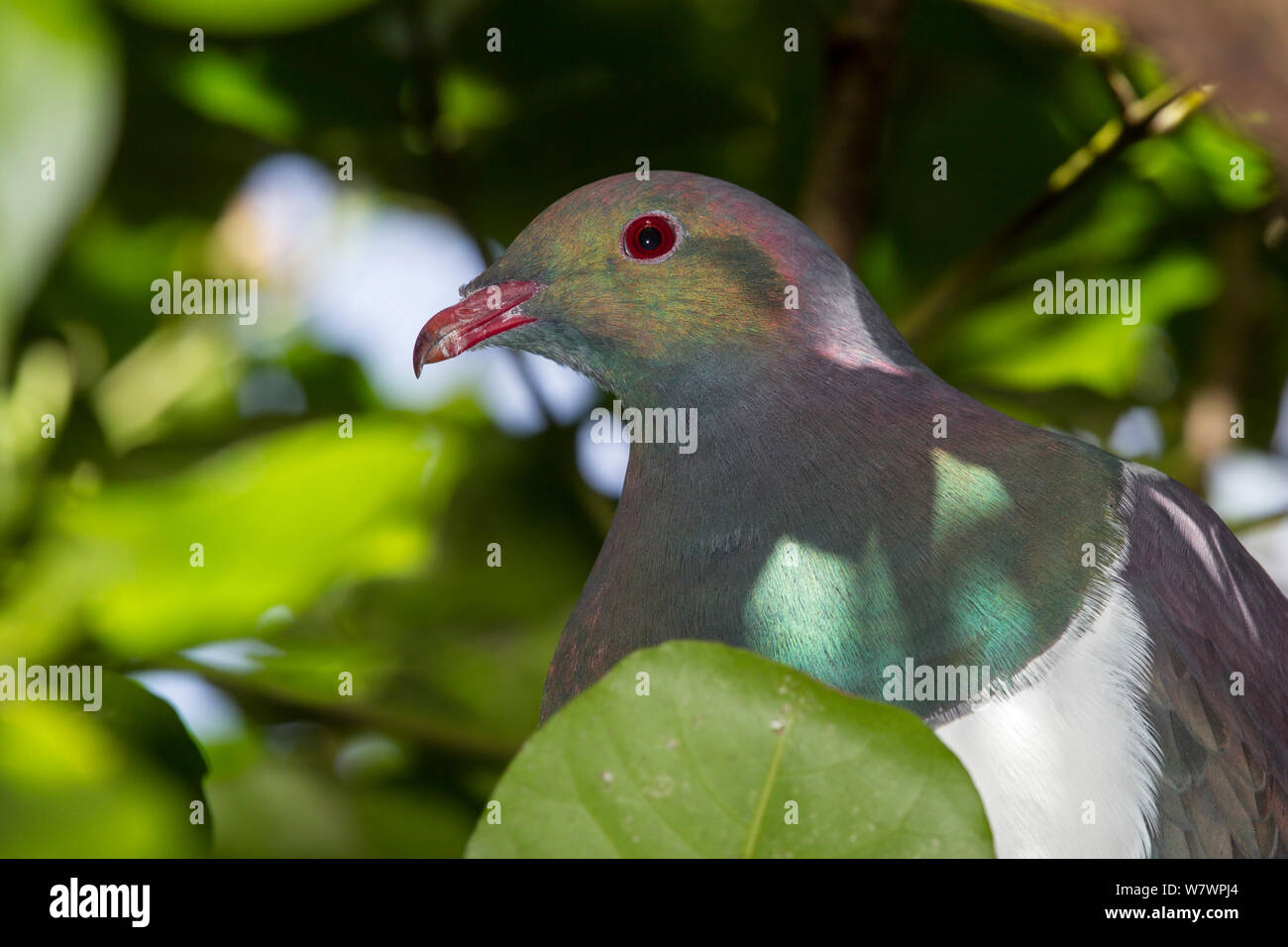 Unreife Neuseeland Taube (Hemiphaga novaeseelandiae), schillerndes Gefieder um den Kopf, aber keine roten Augen Ring. Tiritiri Matangi Island, Auckland, Neuseeland. Stockfoto