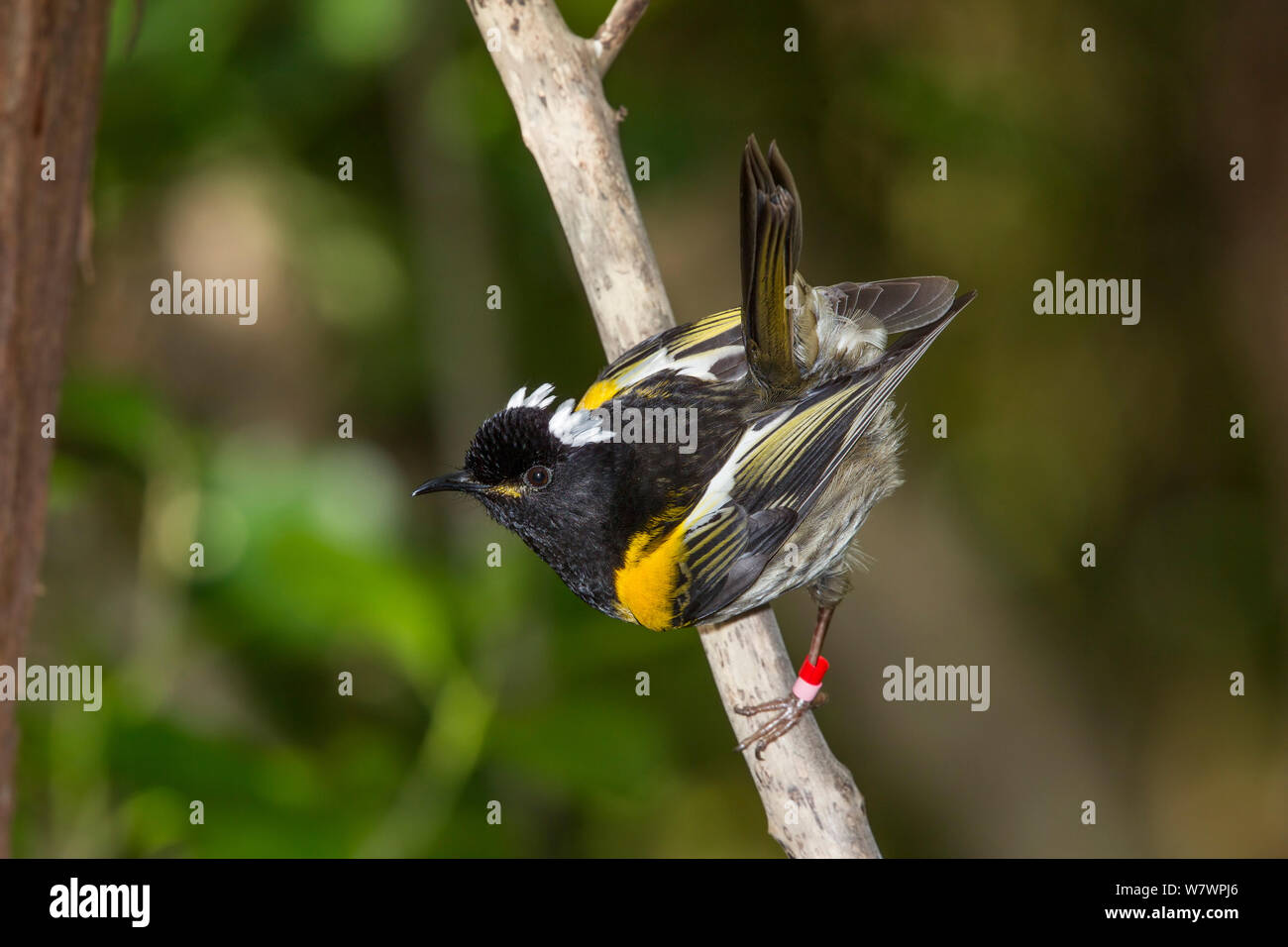 Männliche Stitchbird (Notiomystis gracilis) auf einem Ast sitzend, mit Schwanz in charakteristischen legte dar. Tiritiri Matangi Island, Auckland, Neuseeland, September. Gefährdete Arten. Stockfoto