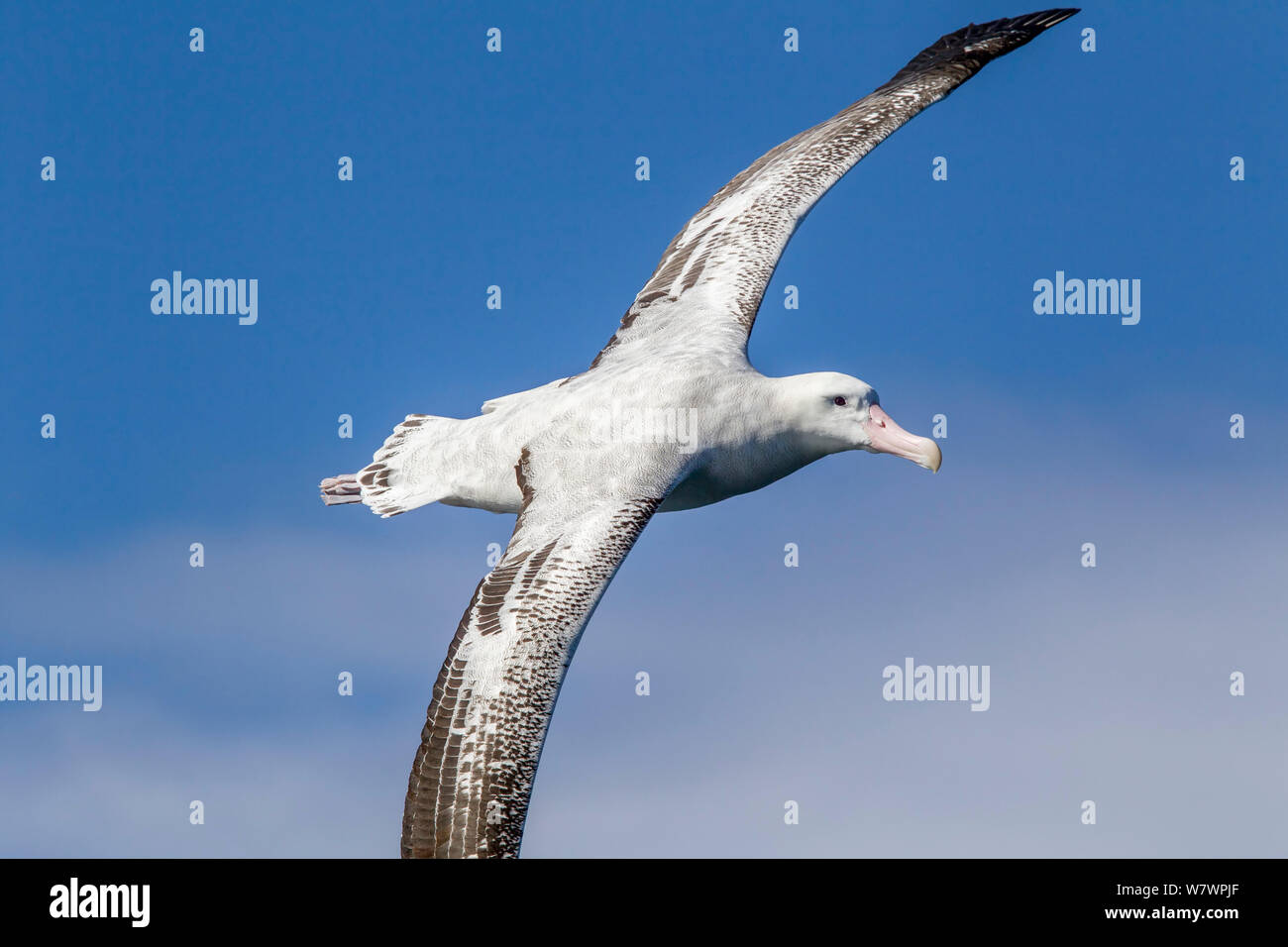 Nach Wanderalbatross, wahrscheinlich eine Neuseeland Albatross (Diomedea antipodensis) im Flug über das Meer, zeigt die upperwing. In Kaikoura, Canterbury, Neuseeland. Dies ist der wahrscheinlich der Antipodean Unterarten. In Kaikoura, Canterbury, Neuseeland, Oktober. Gefährdete Arten. Stockfoto
