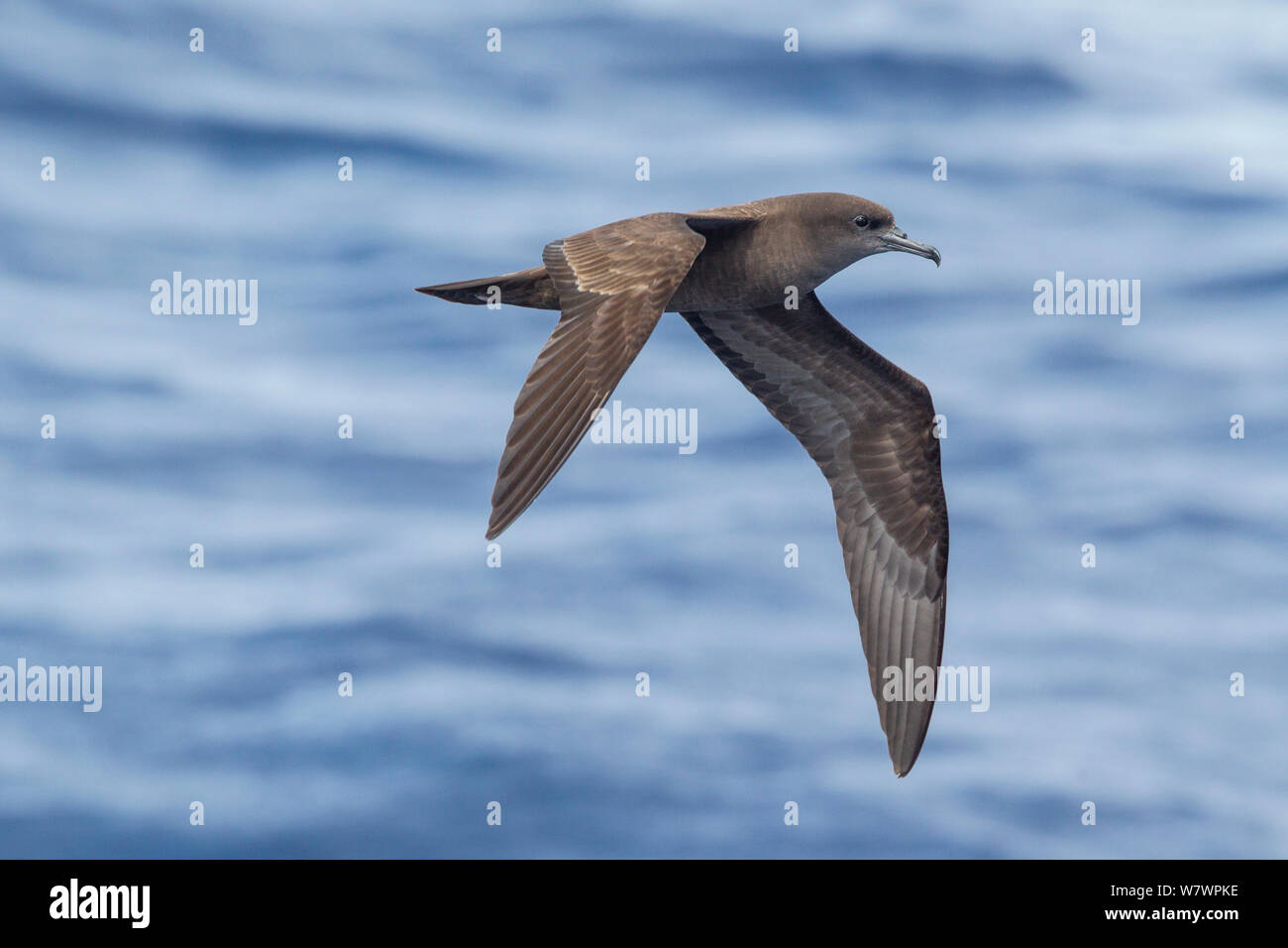 Wedge-tailed Shearwater (Puffinus pacificus) im Flug auf dem Meer, die unter und upperwing. Die drei Könige, weit im Norden, Neuseeland, März. Stockfoto