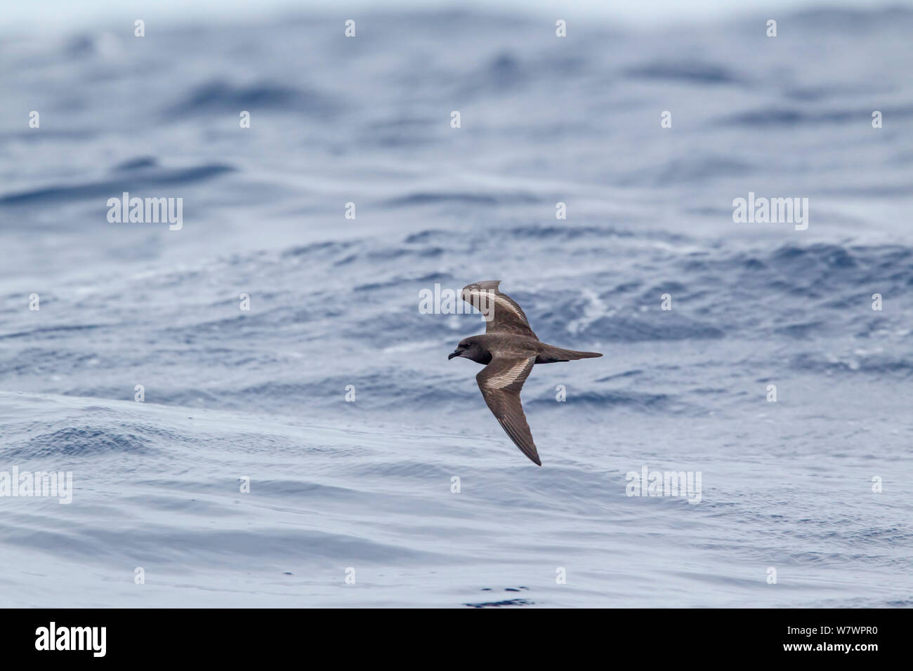 Bulwer&#39;s Petrel (Bulweria bulwerii) fliegen tief über das Wasser, die unverwechselbaren upperwing Muster. Aus Madeira, North Atlantic. Mai. Stockfoto