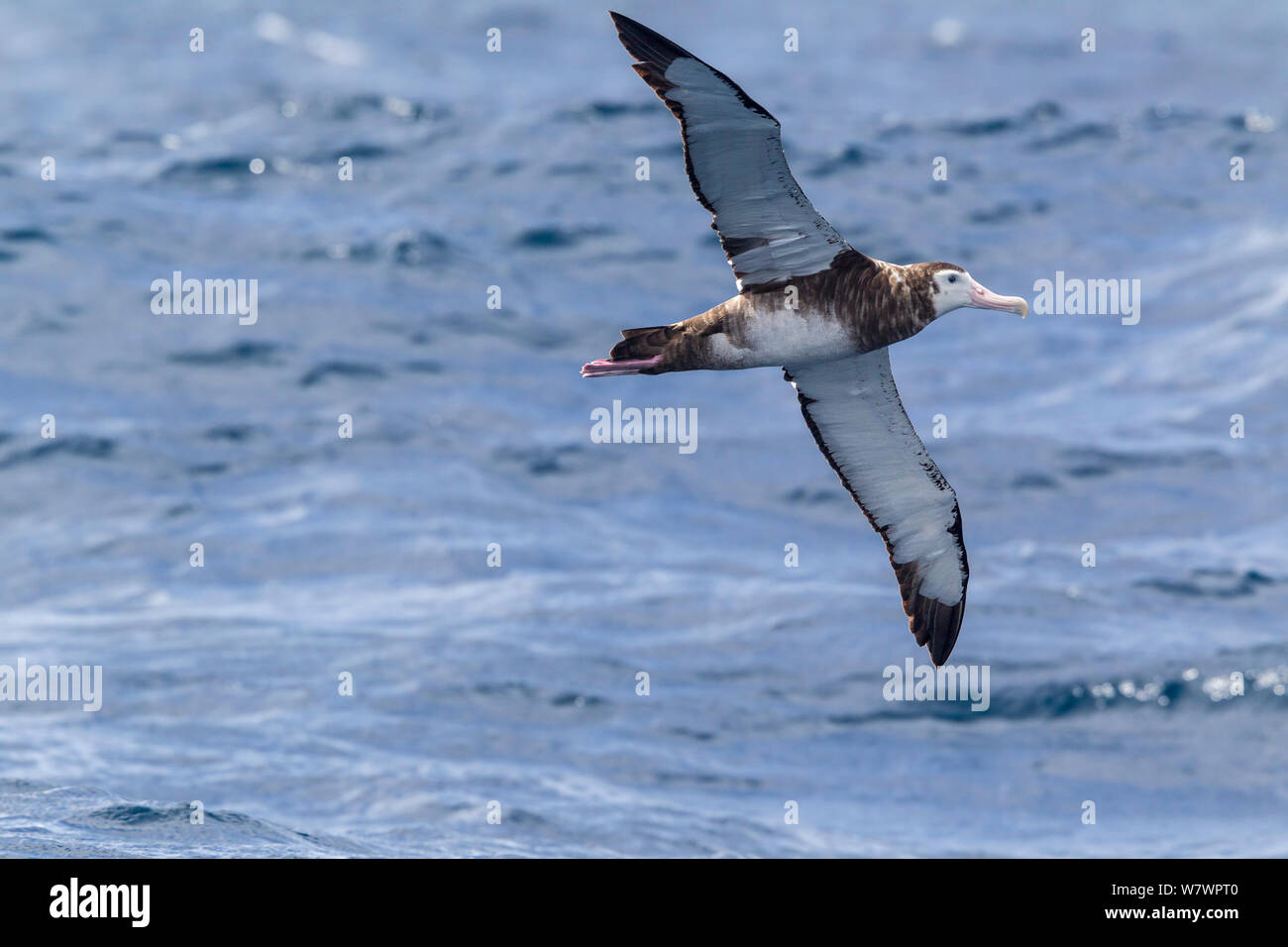 Wandering Albatross, wahrscheinlich unreifen Neuseeland Albatross (Diomedea antipodensis) im Flug über das Meer, Anzeigen underwing. Aus North Cape, Neuseeland, März. Gefährdete Arten. Stockfoto