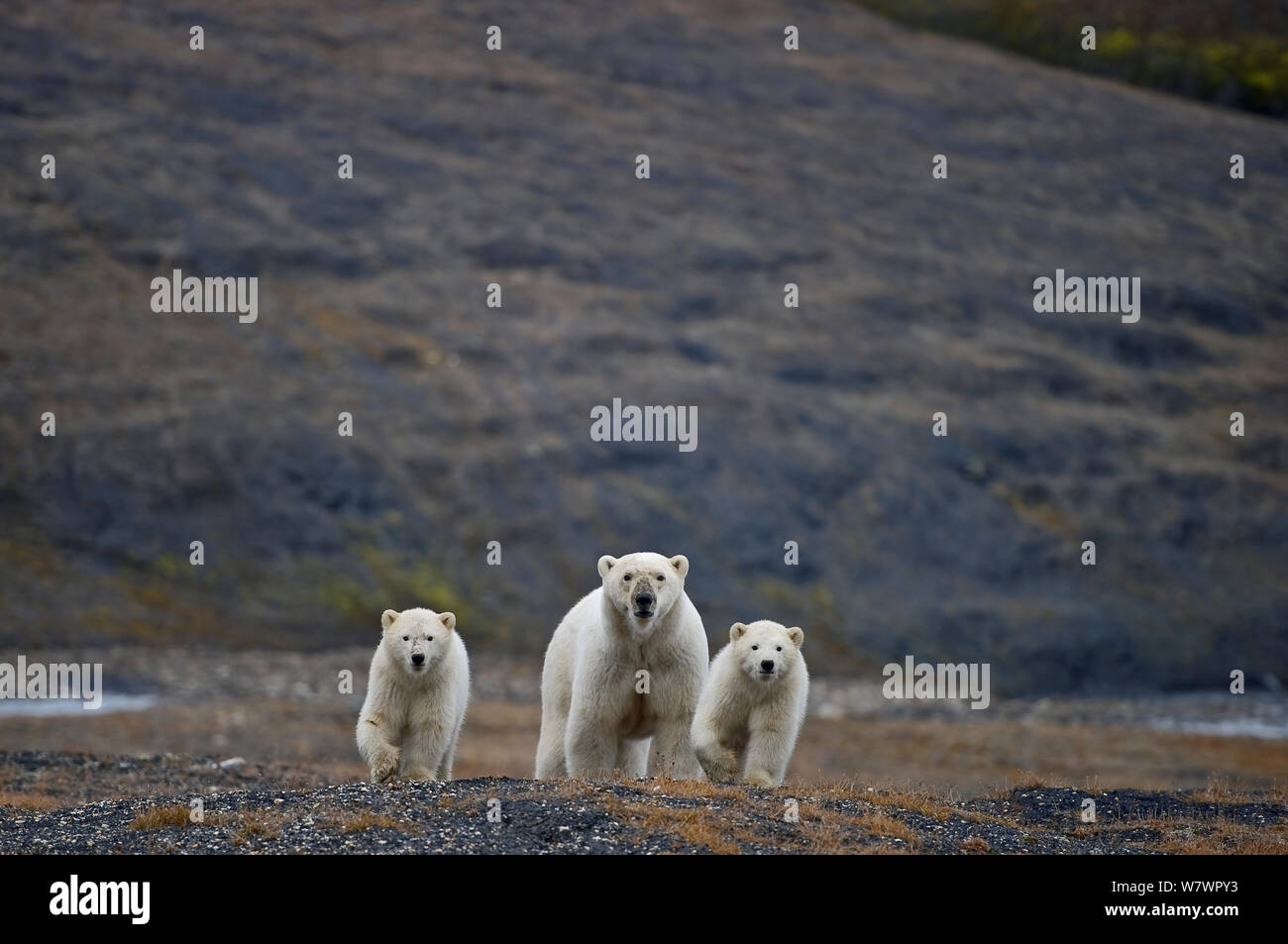 Eisbär (Ursus maritimus) Weiblich zwei Jungen, Wrangel Insel, fernöstlichen Russland, September. Stockfoto