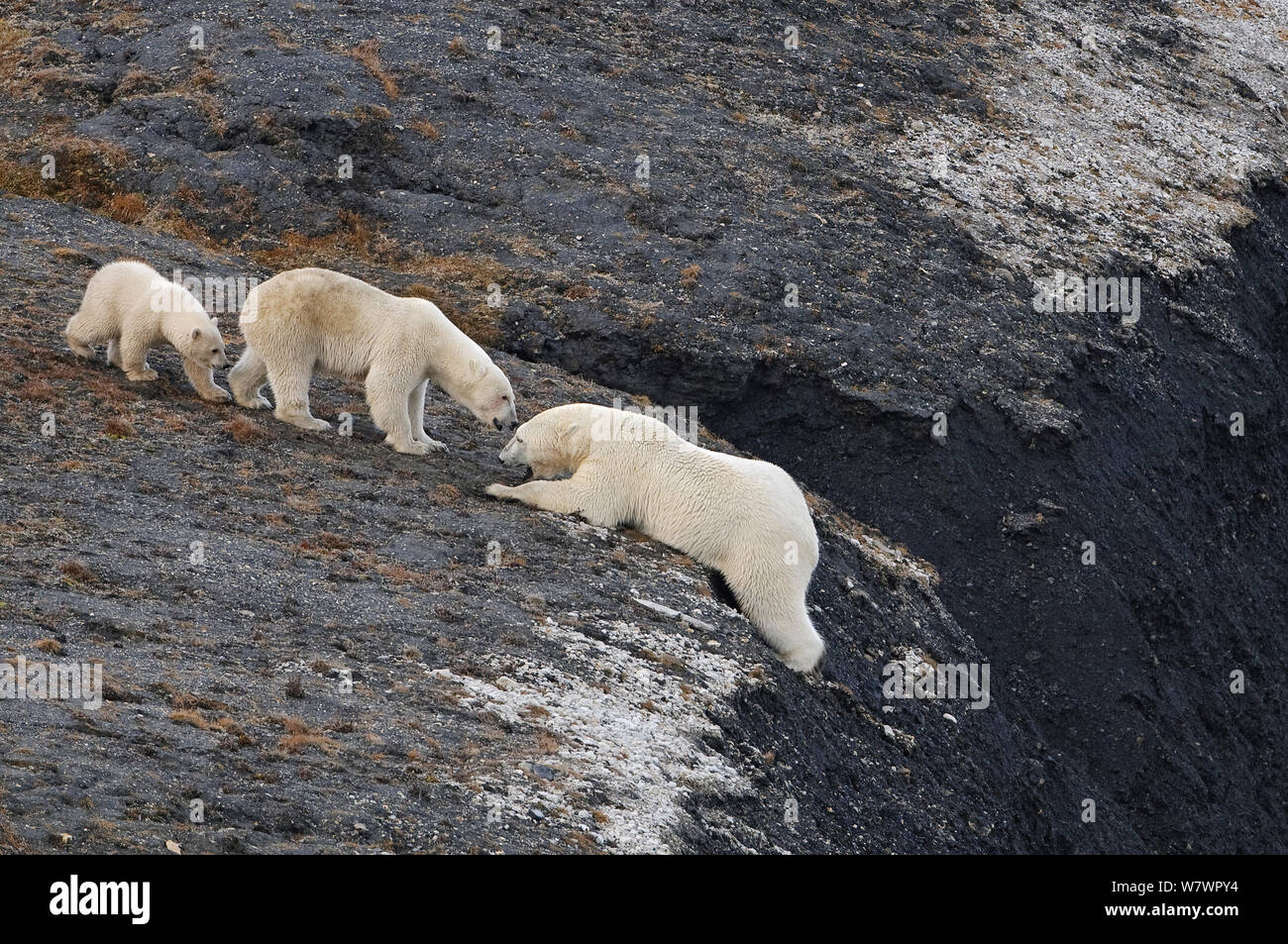 Eisbär (Ursus maritimus) kämpfen auf einem steilen Hang von Weibchen mit Jungtier beobachtet, Wrangel Insel, fernöstlichen Russland, September. Stockfoto