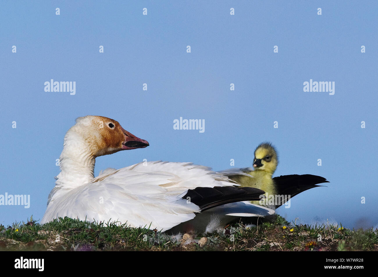 Schnee Gänse (Chen caerulescens Caerulescens) mit rusty orange Gesicht aus Eisen reichen Boden, in dem es Futter. Mit frisch geschlüpfte Küken, Wrangel Insel, fernöstlichen Russland, Juni. Stockfoto