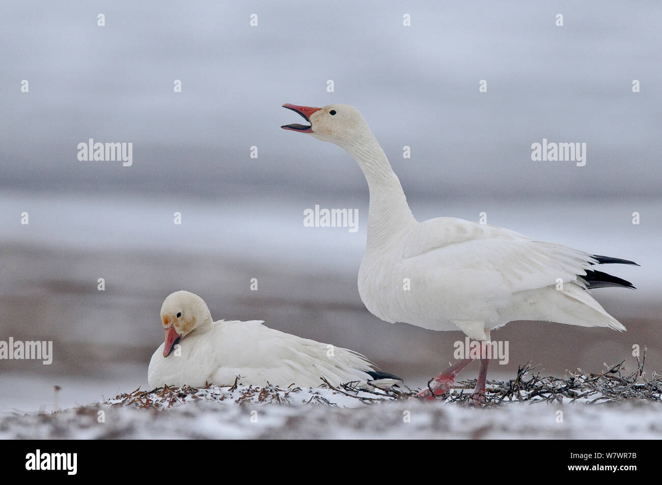 Schnee Gänse (Chen caerulescens Caerulescens) Paar mit weiblichen auf Nest, eine Berufung, Wrangel Insel, fernöstlichen Russland, Juni. Stockfoto