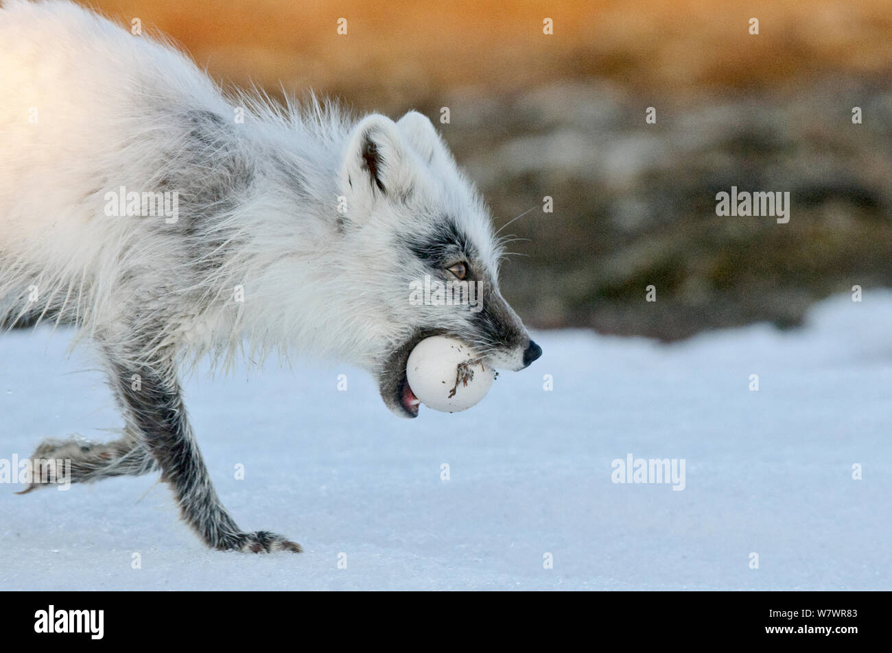 Arctic Fuchs (Vulpes lagopus) mit Snow goose Ei im Mund, Mitte mausern sich von Winter zu Sommer Pelz, Wrangel Insel, fernöstlichen Russland. Stockfoto