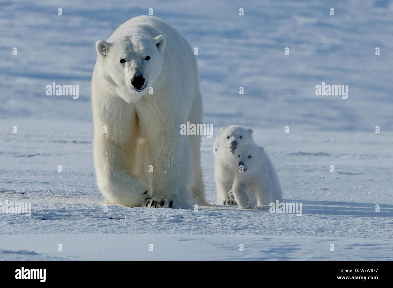 Eisbär (Ursus maritimus) Mutter mit drei sehr jungen Jungen, Wrangel Insel, fernöstlichen Russland, März. Stockfoto