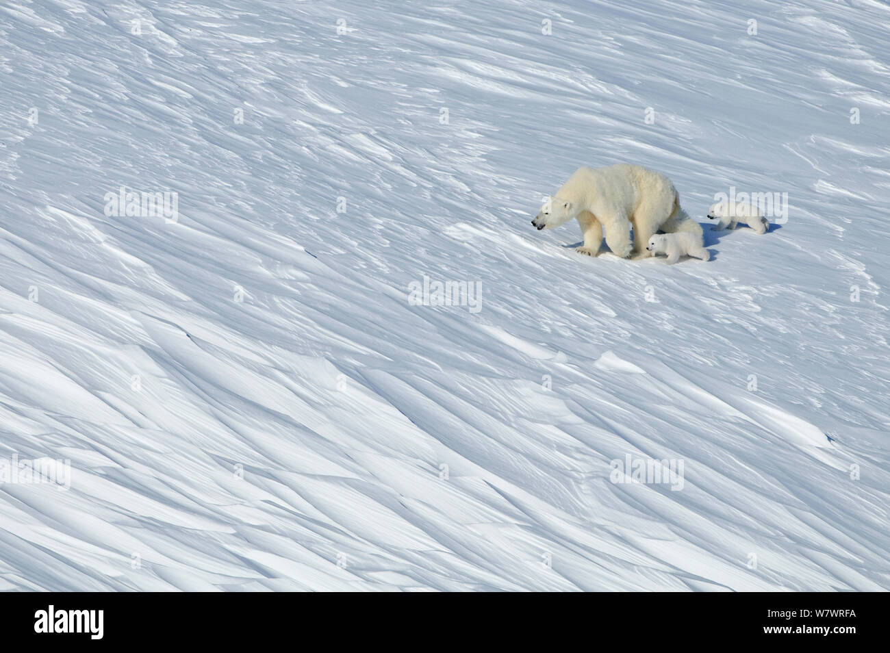 Eisbär (Ursus Maritimus) Mutter mit drei jungen Jungen, Wrangel Island, fernöstlichen Russland, März. Stockfoto