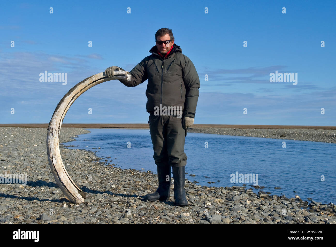 Mann mit Mammut (Mammathus) Tusk, am Strand von Wrangel Insel, fernöstlichen Russland. August 2010. Stockfoto