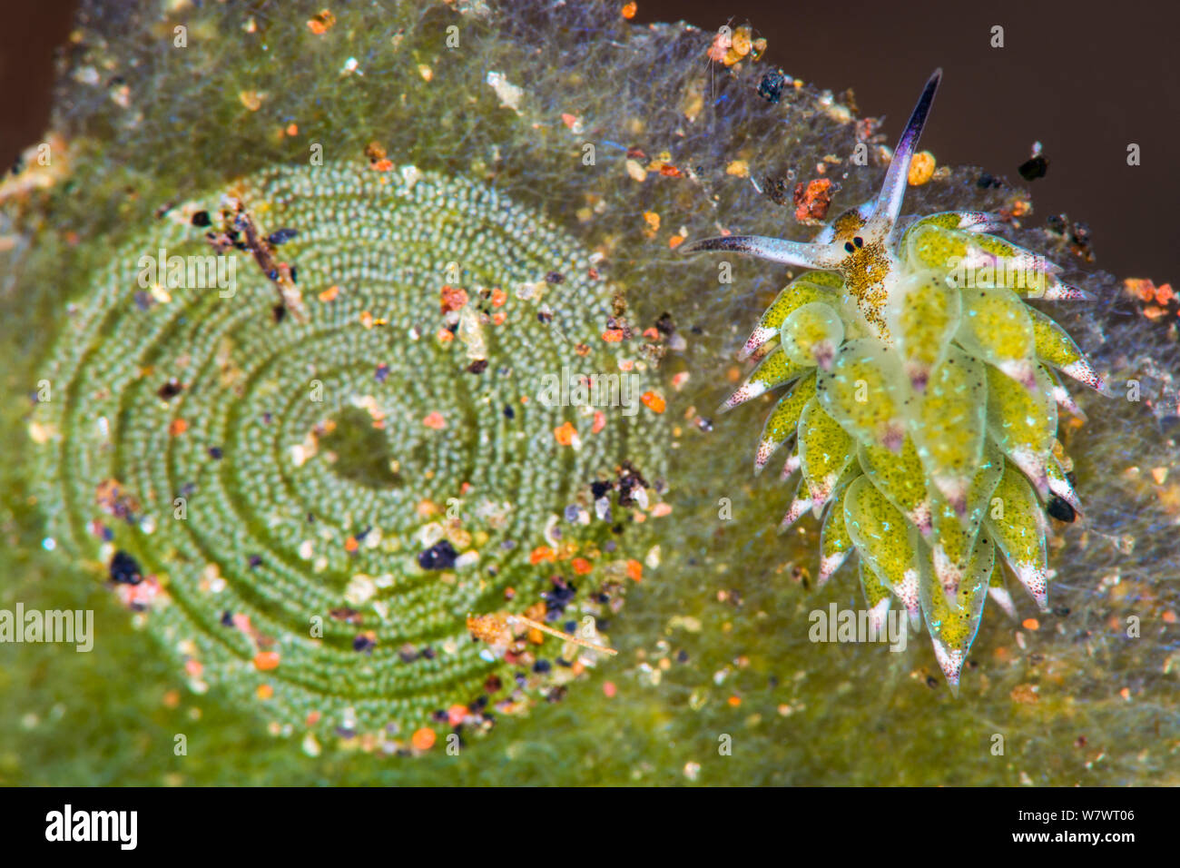 Winzig (7 mm) pflanzenfressende sap-saugen seaslug (Costasiella kuroshimae) Kriechen über Stück Algen neben seine kreisförmige ei Ribbon. Seraya, Bali, Indonesien. Java Sea Stockfoto