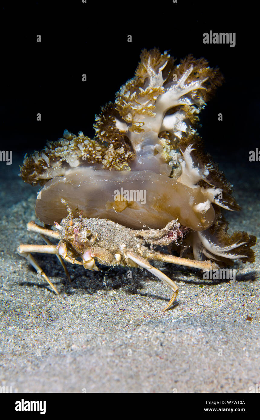 Quallen tragen Crab (Ethusa sp) Durchführung einer den Kopf Quallen (Cassiopeia Andromeda) bei Nacht. Insel Komodo, Komodo National Park, Indonesia. Flores Meer. Stockfoto