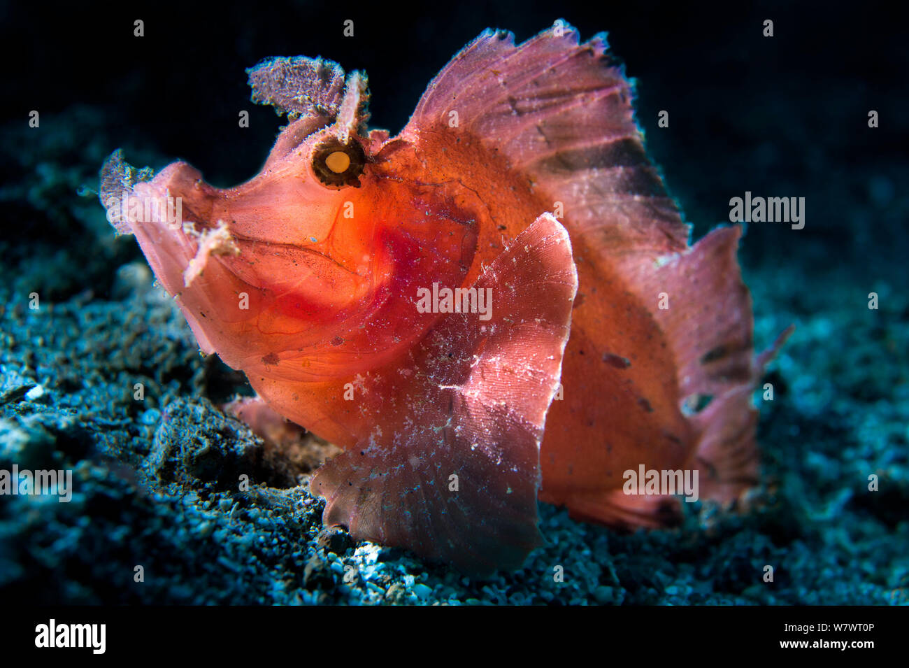 Hintergrundbeleuchtung Portrait von Paddel-Klappe scorpionfish (Rhinopias eschmeyeri) auf Schotter Piste. Bitung, Nord Sulawesi, Indonesien. Lembeh Strait, Molukken Meer. Stockfoto