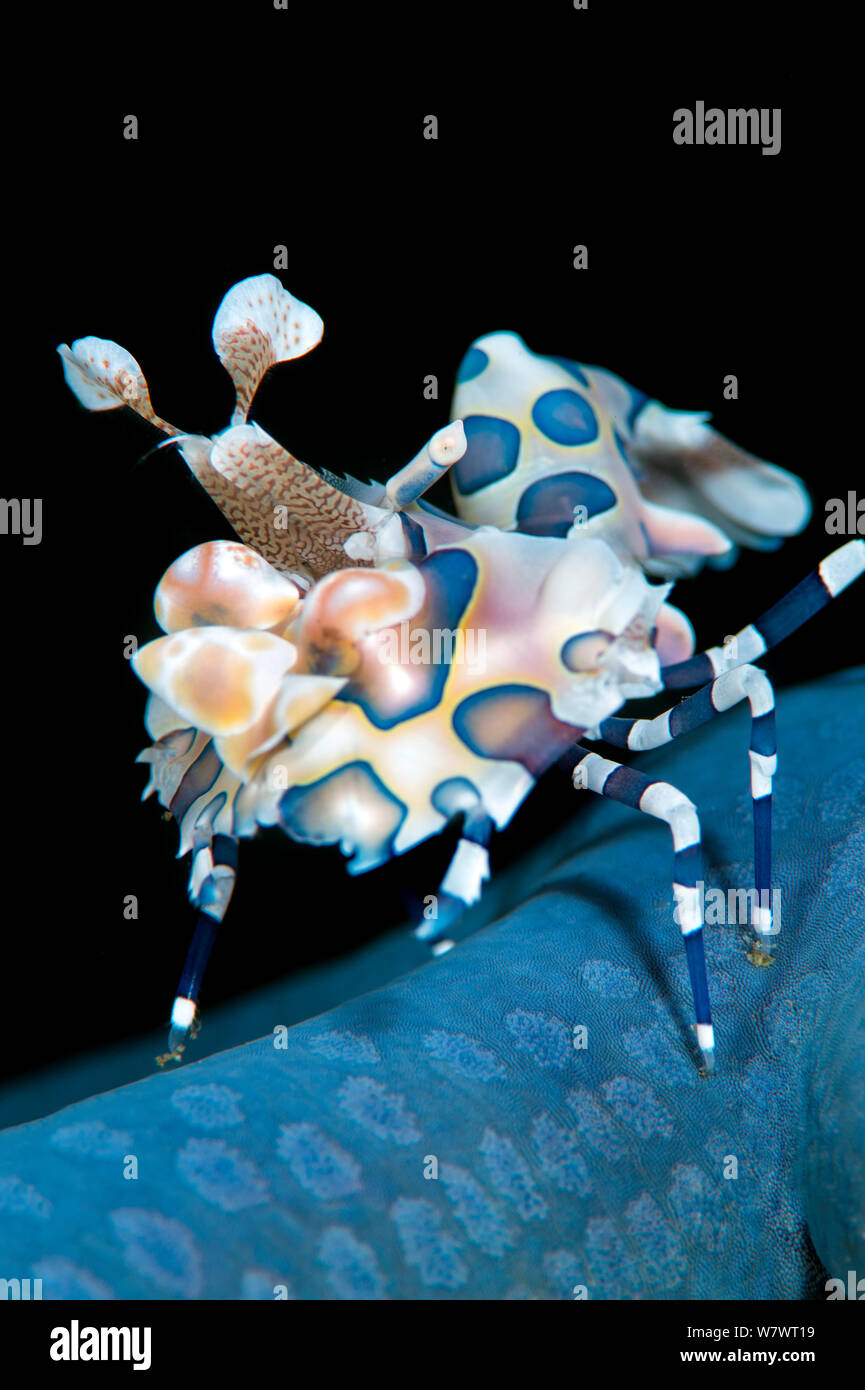 Harlekin Garnelen (Hymenocera elegans) auf Blue Sea Star. Diese Arten von Garnelen Feeds auf Seesterne, drehen Sie upsidedown und halten sie als lebende Speisekammer. Bitung, Nord Sulawesi, Indonesien. Lembeh Strait, Molukken Meer. Stockfoto