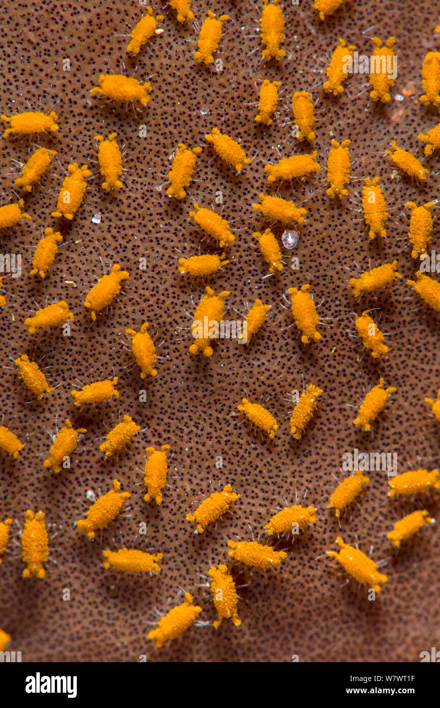 Aggregation von kleinen Asseln (Santia sp.) das Leben auf der Oberfläche schwamm. Bitung, Nord Sulawesi, Indonesien. Lembeh Strait, Molukken Meer. Stockfoto