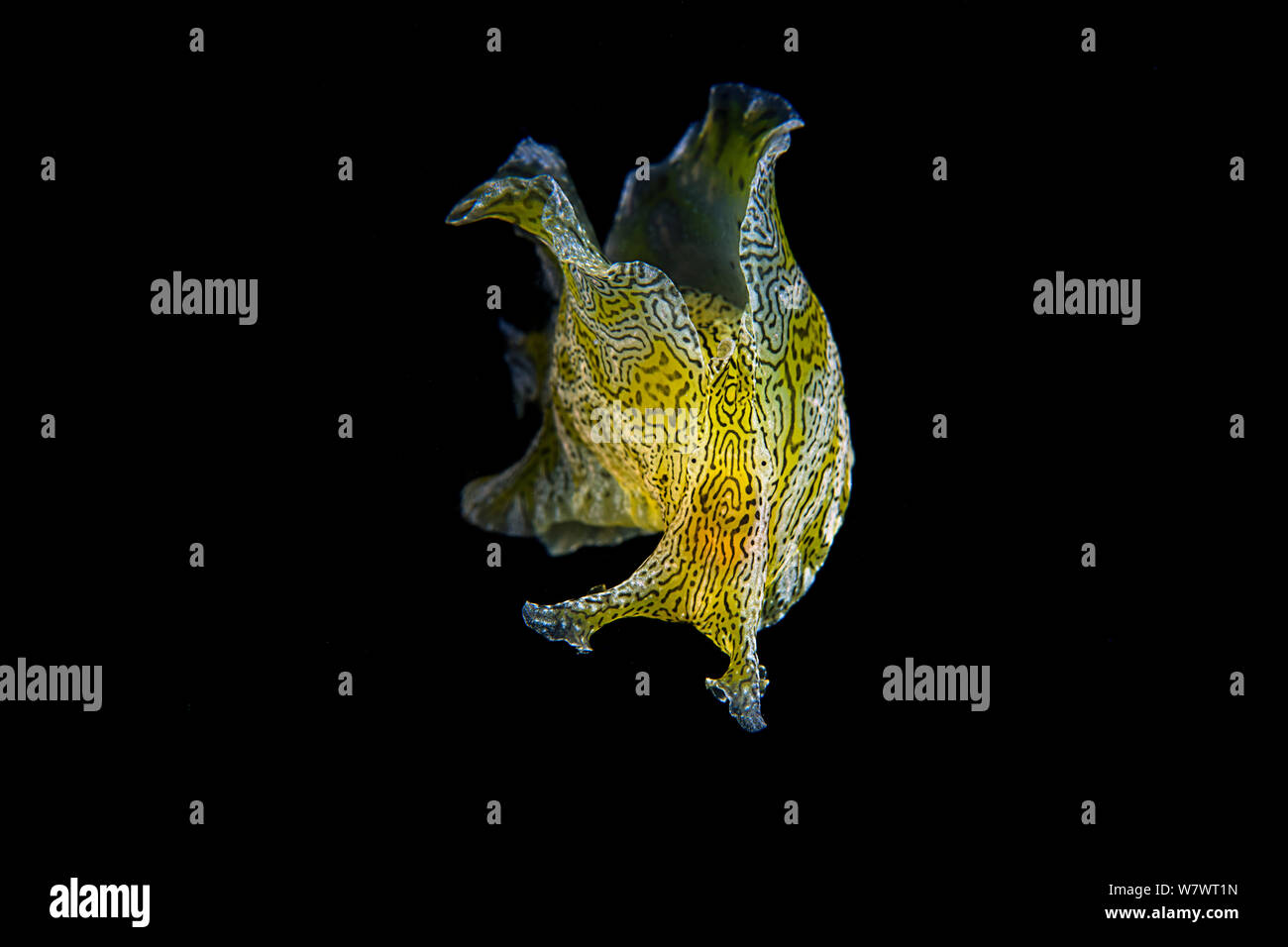 Geographische meer Hase (Syphonota geographica) Schwimmen mit seinen parapodial Lappen als Schlagflügel. Anilao, Batangas, Luzon, Philippinen. Verde Island Passagen, Tropische West Pazifik. Stockfoto