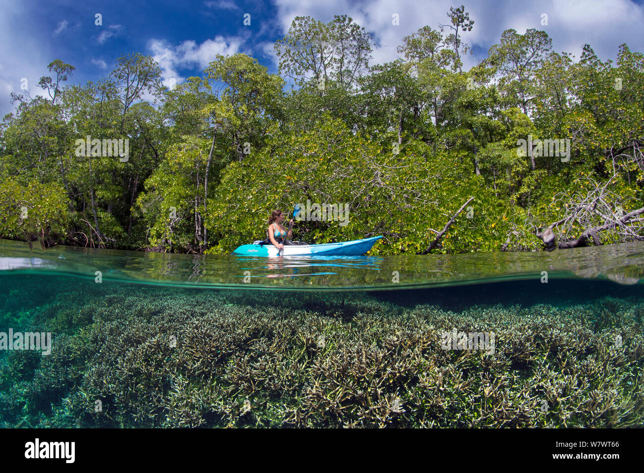Kayaker Erkundung Mangroven und Korallenriffe. Waigeo, Raja Ampat, West Papua, Indonesien. Model Released. Stockfoto