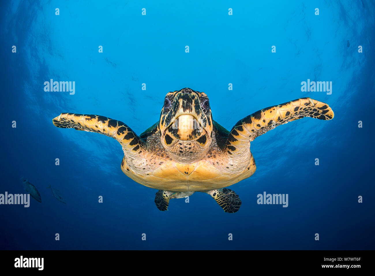 Große männliche Karettschildkröte (Eretmochelys imbricata) Schwimmen im offenen Wasser. Tank Rock, Fiabacet, Misool, Raja Ampat, West Papua, Indonesien. Tropische West Pazifik. Ceram Meer. Stockfoto