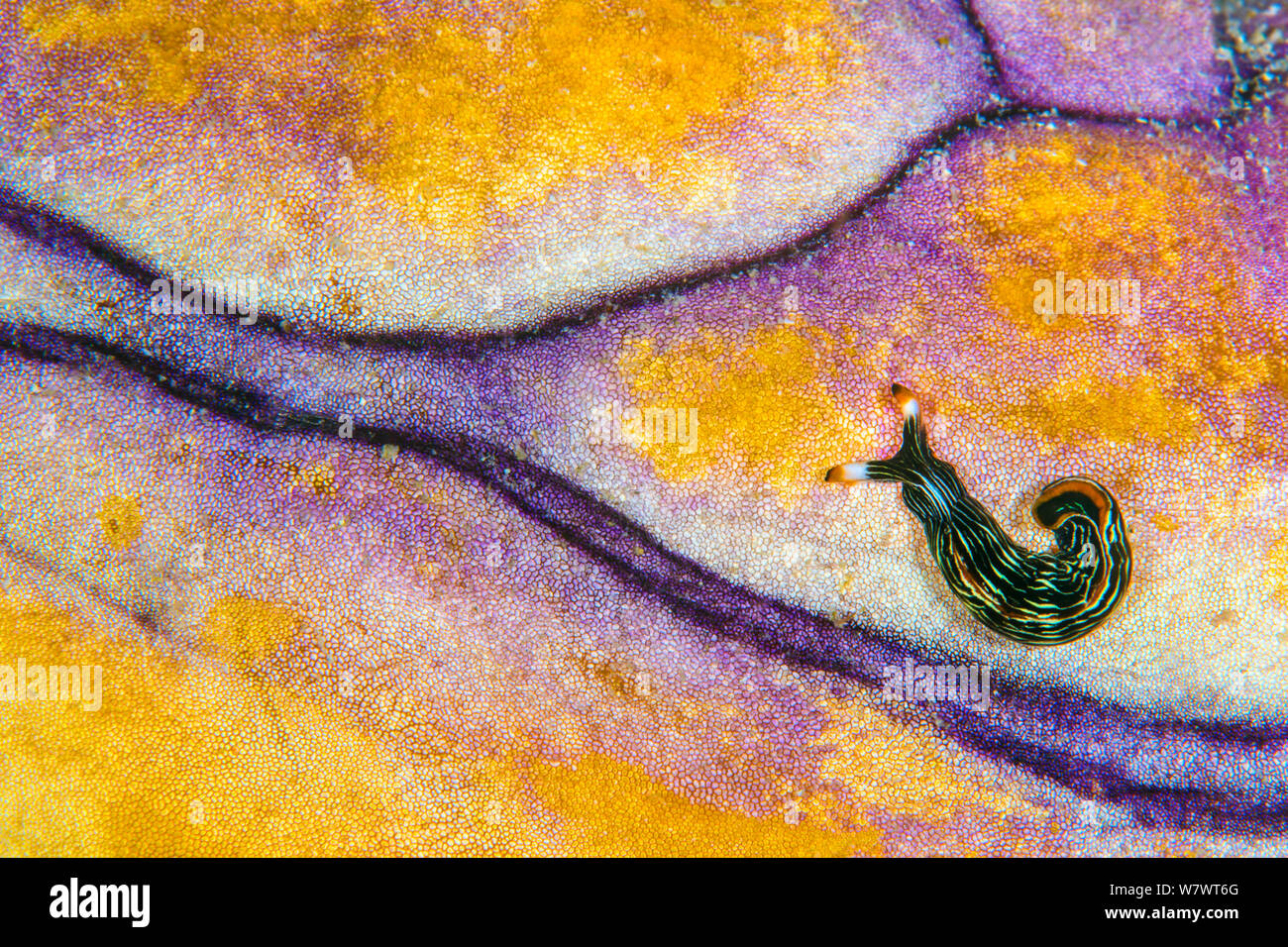 Schlanke Thuridilla sapsucking Slug (griech.) auf der Oberfläche der Königlichen seasquirt (Polycarpa aurata) Aljui Bucht, Insel Waigeo, Raja Ampat, West Papua, Indonesien. Tropische West Pazifik. Stockfoto