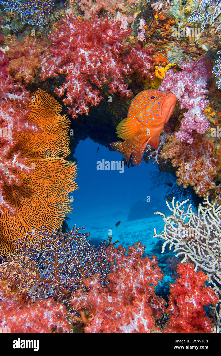 Coral Grouper (Cephalopholis Miniata) Bewachung seines Hoheitsgebiets auf bunten Korallenriff. Jenseits von Eden, Similan Inseln, Thailand. Andaman Meer, Indischer Ozean. Stockfoto