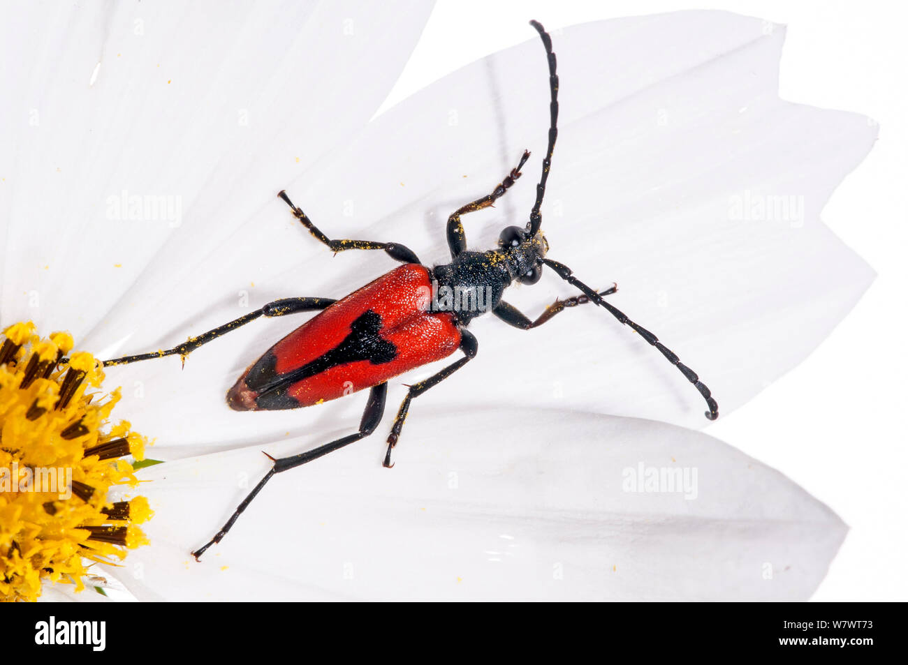 Longicorn Käfer (Stenurella bifasciata) Italien, Juli. Stockfoto