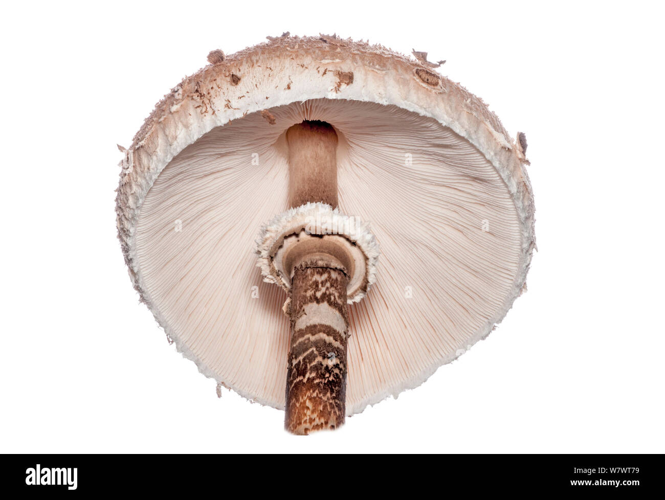 Sonnenschirm Pilz (Macrolepiota procera) Ansicht der Kiemen, Podere Montecucco, in der Nähe von Orvieto, Umbrien, Italien, Oktober. Stockfoto