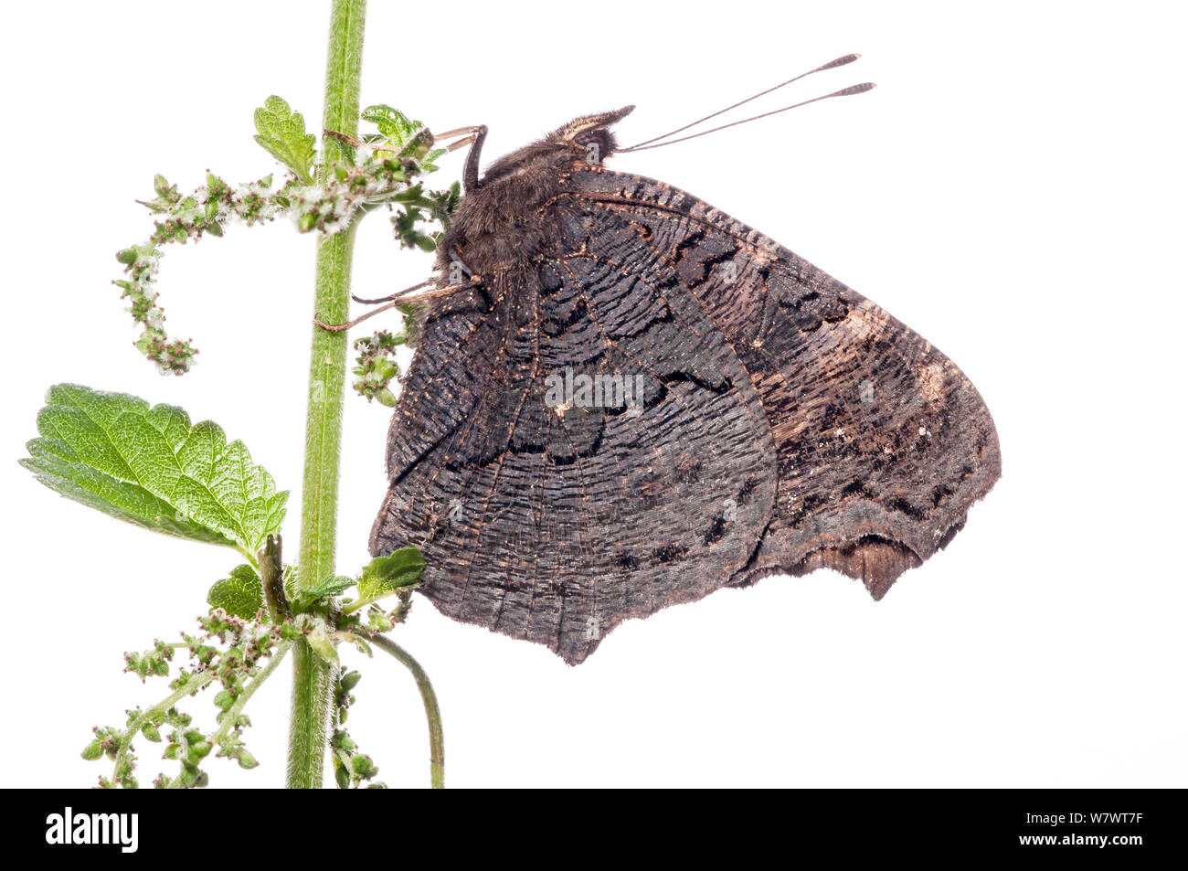 Tagpfauenauge (Inachis io) Unterseite, Orvieto, Umbrien, Italien. Stockfoto