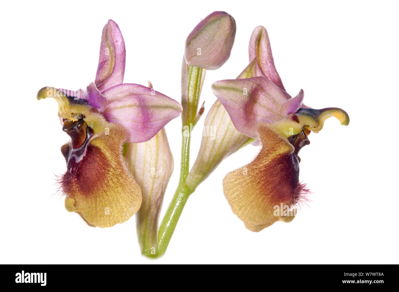 Bienen-ragwurz (Ophrys sp) Blume, Bosco di Ficuzza Wald, Sizilien, Italien, Mai. Stockfoto