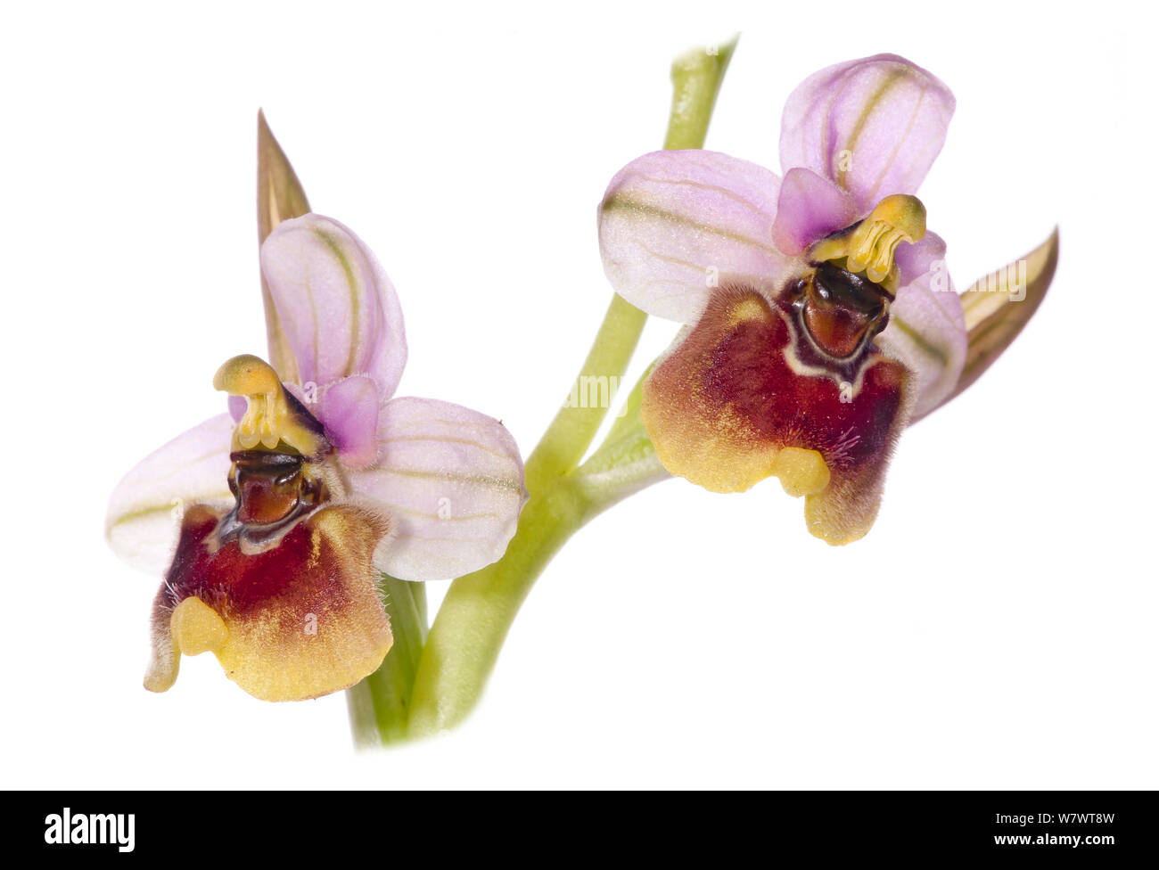 Sawfly Ophrys Blume (Ophrys tenthredinifera) etwas abweichendes Muster - möglich, Hybrid, in der Nähe von Monte St. Angelo, Gargano, Italien. Stockfoto