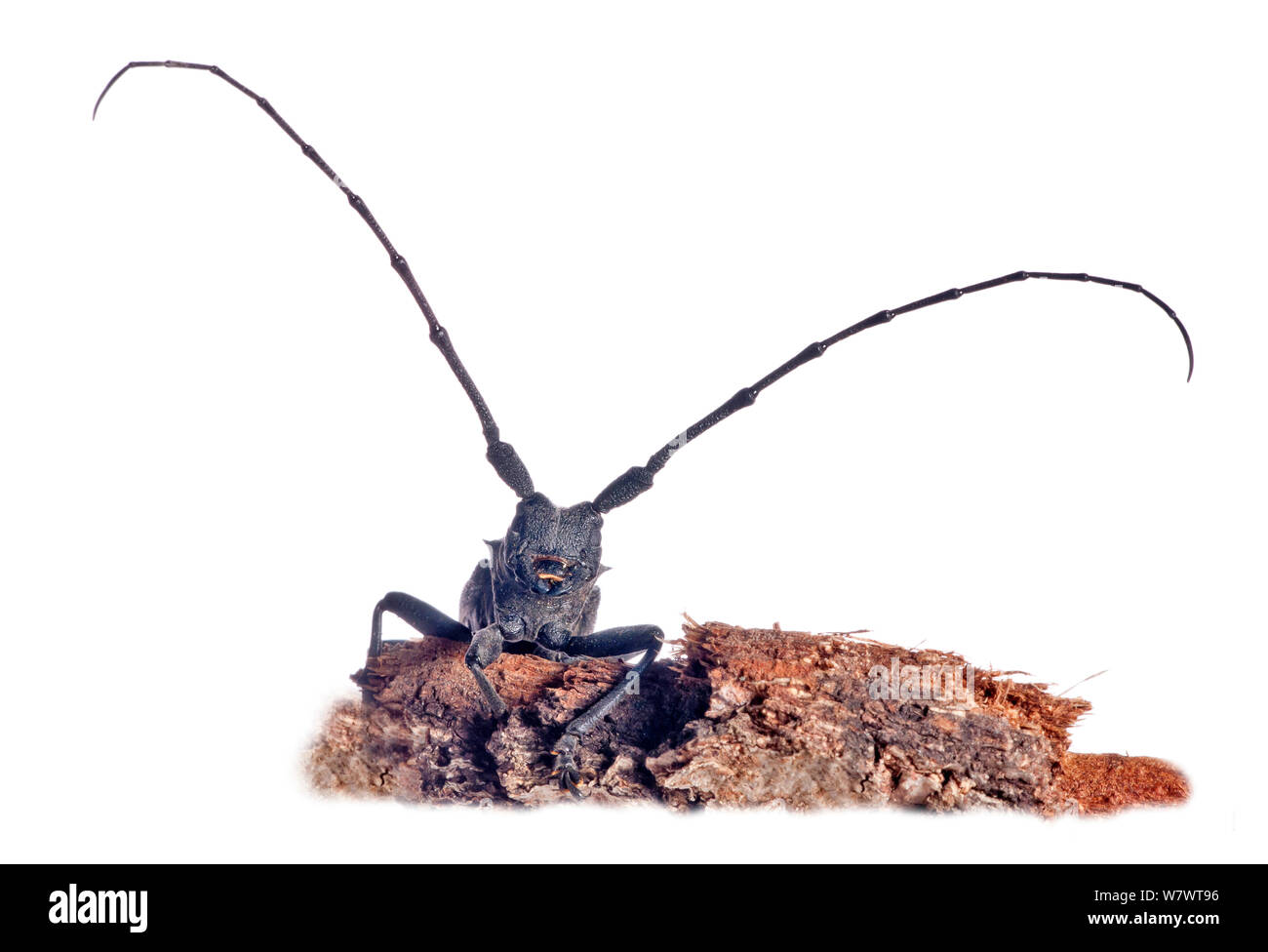 Longhorn Beetle (Cerambyx scopolii) aus Woodpile in der Nähe von Orvieto. Italien, März. Stockfoto