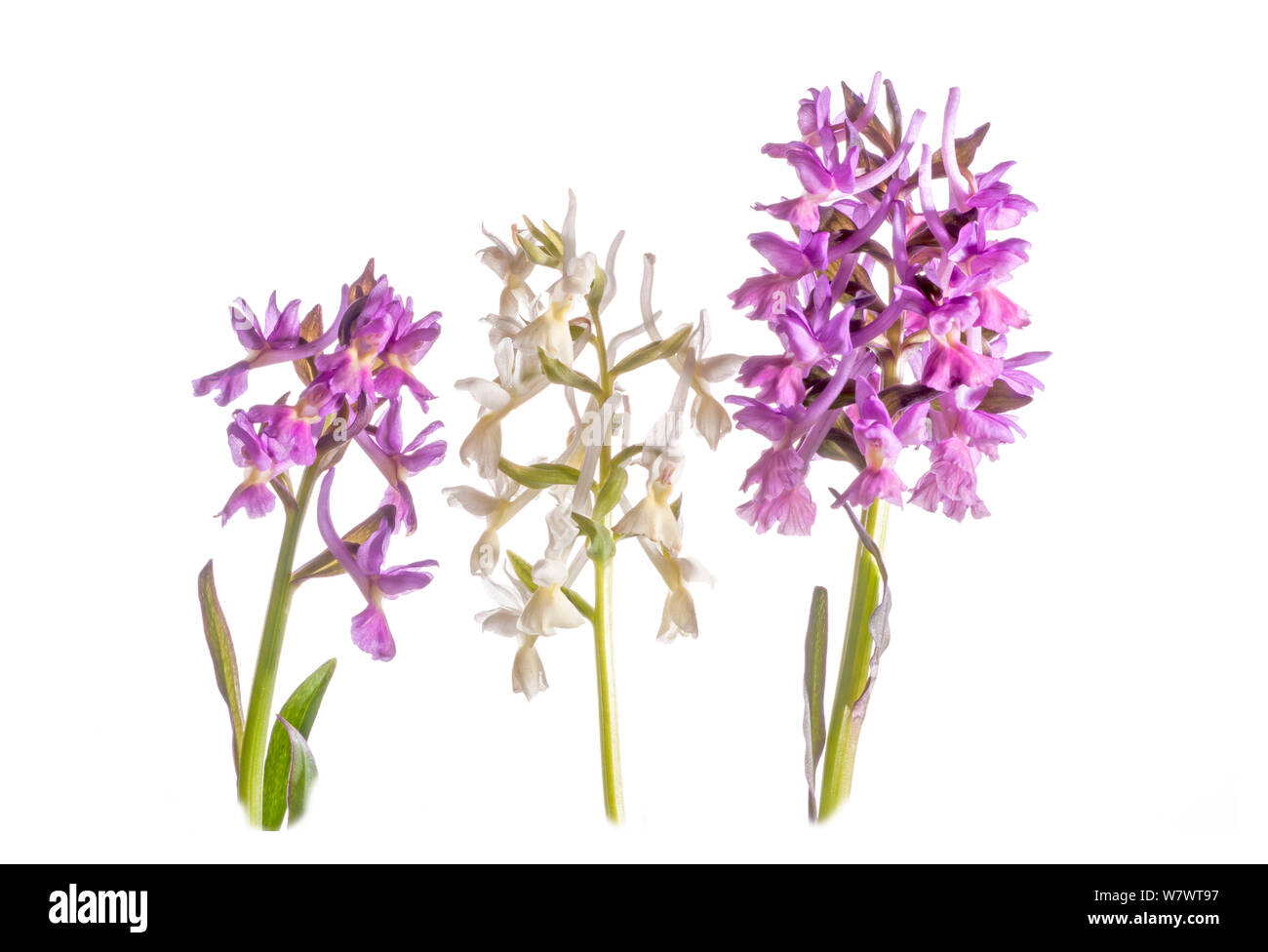 Römische Orchid (Dactylorhiza romana) in Blüte, Lila und Weiß morphen, Viterbo, Italien, April. Stockfoto