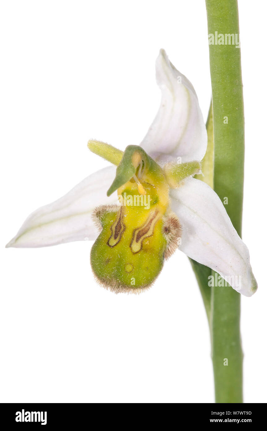 Bienen-ragwurz (Ophrys apifera var chlorantha) etwas dunkler gelbe Form, Italien, Juni. Stockfoto