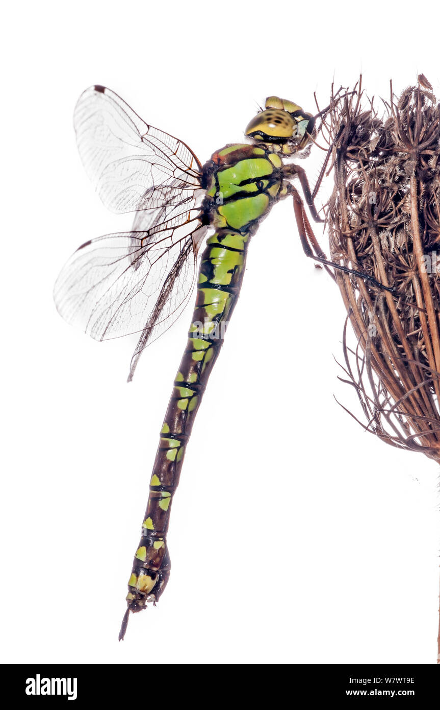 Southern hawker Dragonfly (Aeshna cyanea) Weiblich, Podere Montecucco, Orvieto, Umbrien, Italien, Oktober. Stockfoto