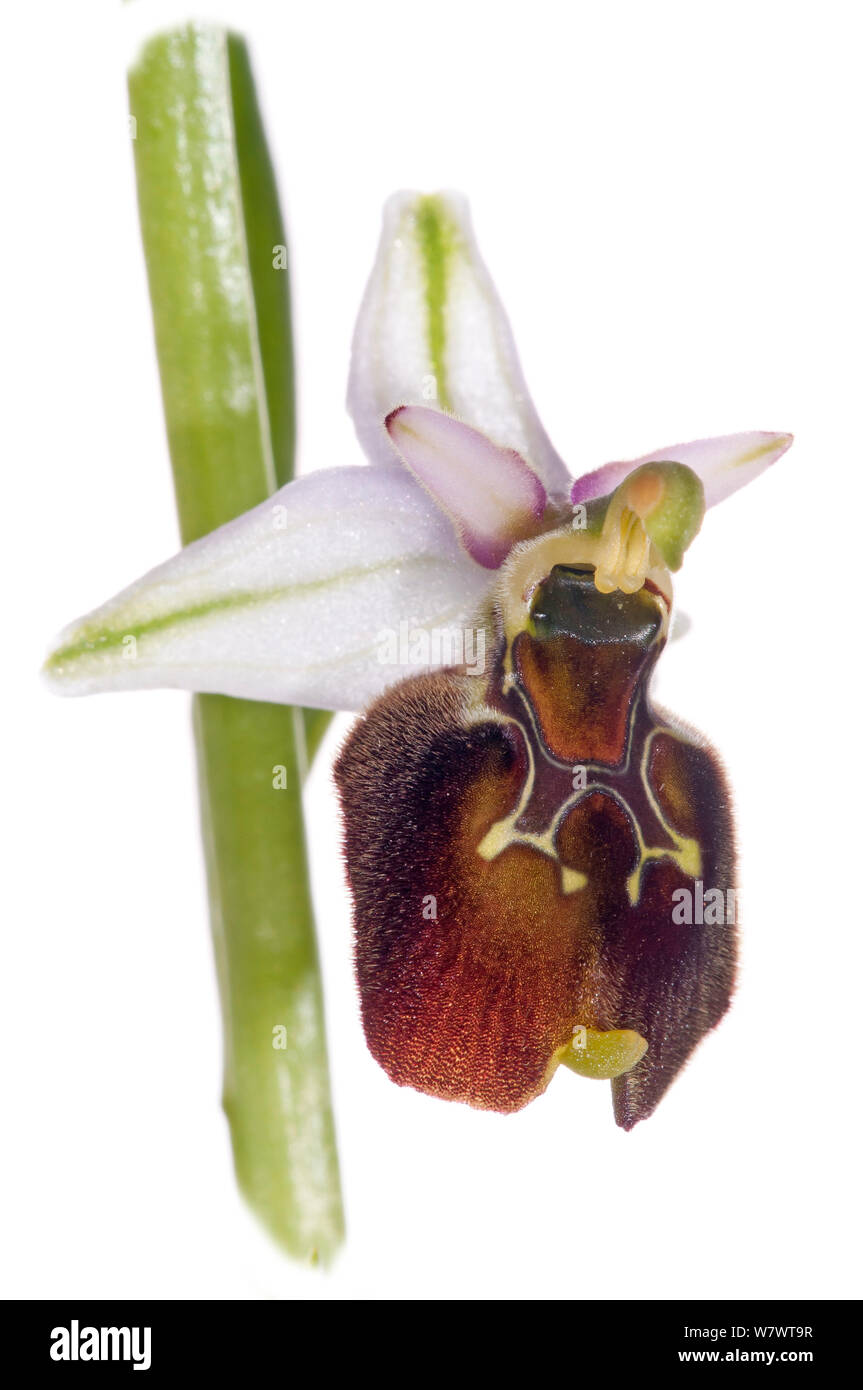 (Tyrhennian Ophrys Ophrys tyrrhena) Eine von einem Komplex von ähnlichen Orchideen Ophrys arachnitiformis einmal unter dem Dach zusammengefasst genannt auch Ophrys exaltata ssp tyrrhena und Ophrys Monte-leonis. Hang in der Nähe von Terni, Umbrien, Italien Stockfoto
