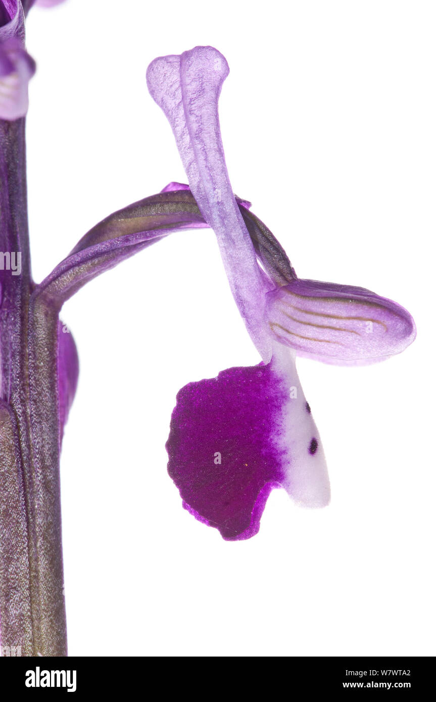 Lange trieb (Anacamptis morio longicornu (syn. Orchid longicornu) in Blume, Bosco di Ficuzza Wald, Sizilien, Mai. Endemische Arten. Stockfoto