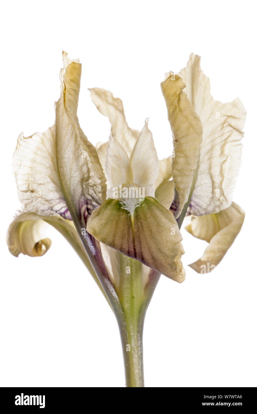 Sizilianische Iris (Iris pseudopumila in Blume, Gargano, Apulien, Italien, April). Stockfoto