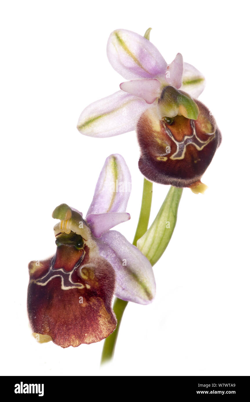 Hybrid orchid (Ophrys pizzulensis) eine mögliche Hybriden zwischen den Kleinen-gemusterten Ophrys (Ophrys fuciflora ssp. parvimaculata) und Spektakel Ophrys biscutella (Ophrys argolica ssp) wachsende in feucht-Wald auf einem nach Norden gerichteten Hang Gargano, Apulien, Italien, April. Stockfoto