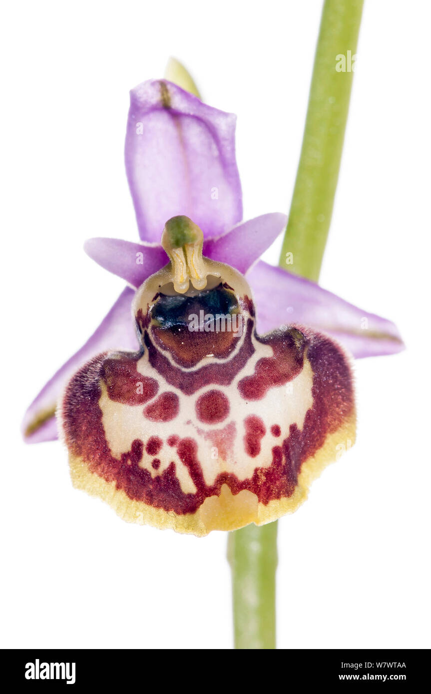 Ende Spider orchid (Ophrys holoserica ssp tetraloniae) in Blüte, auf Monterale, in Montegabbione, Umbrien, Italien, Juni. Stockfoto