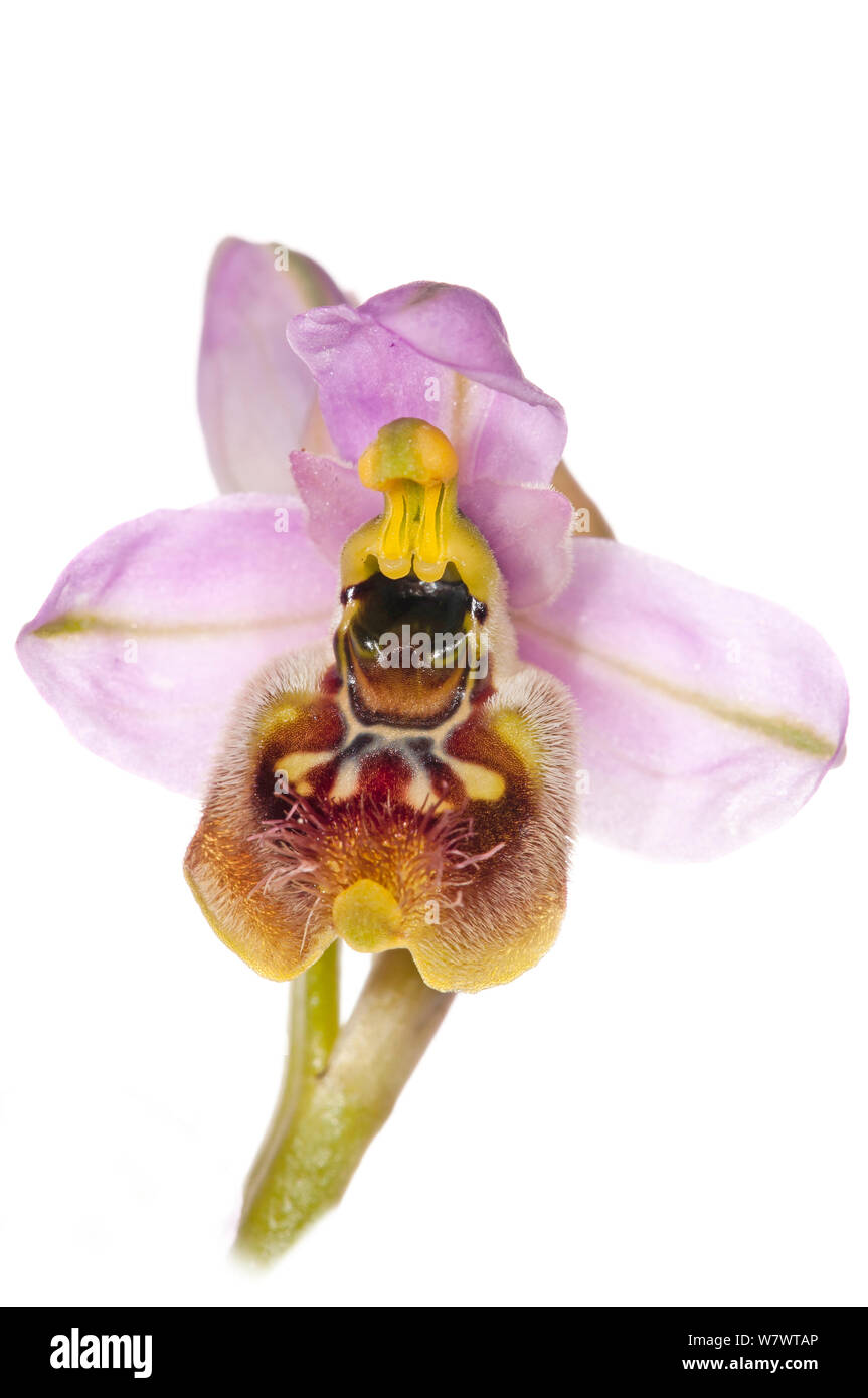 (Sawfly ophrys Ophrys tenthredinifera) in der Nähe von San Giovanni Rotondo, Gargano. Italien, April. Stockfoto