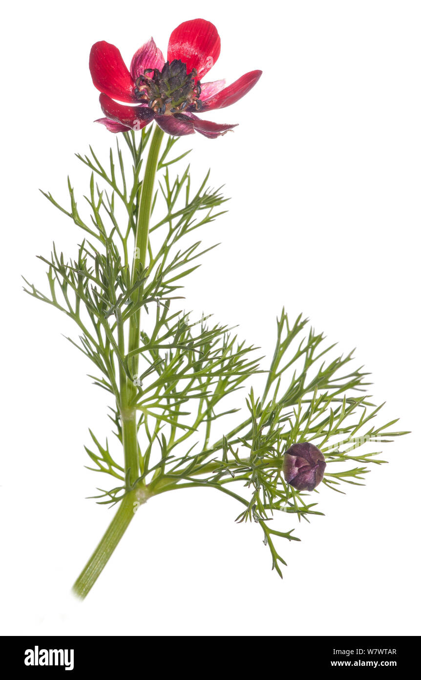 Fasan&#39;s Auge, (Adonis annua) in Blüte, in der Nähe von Orvieto, Umbrien, Italien, Mai. Stockfoto