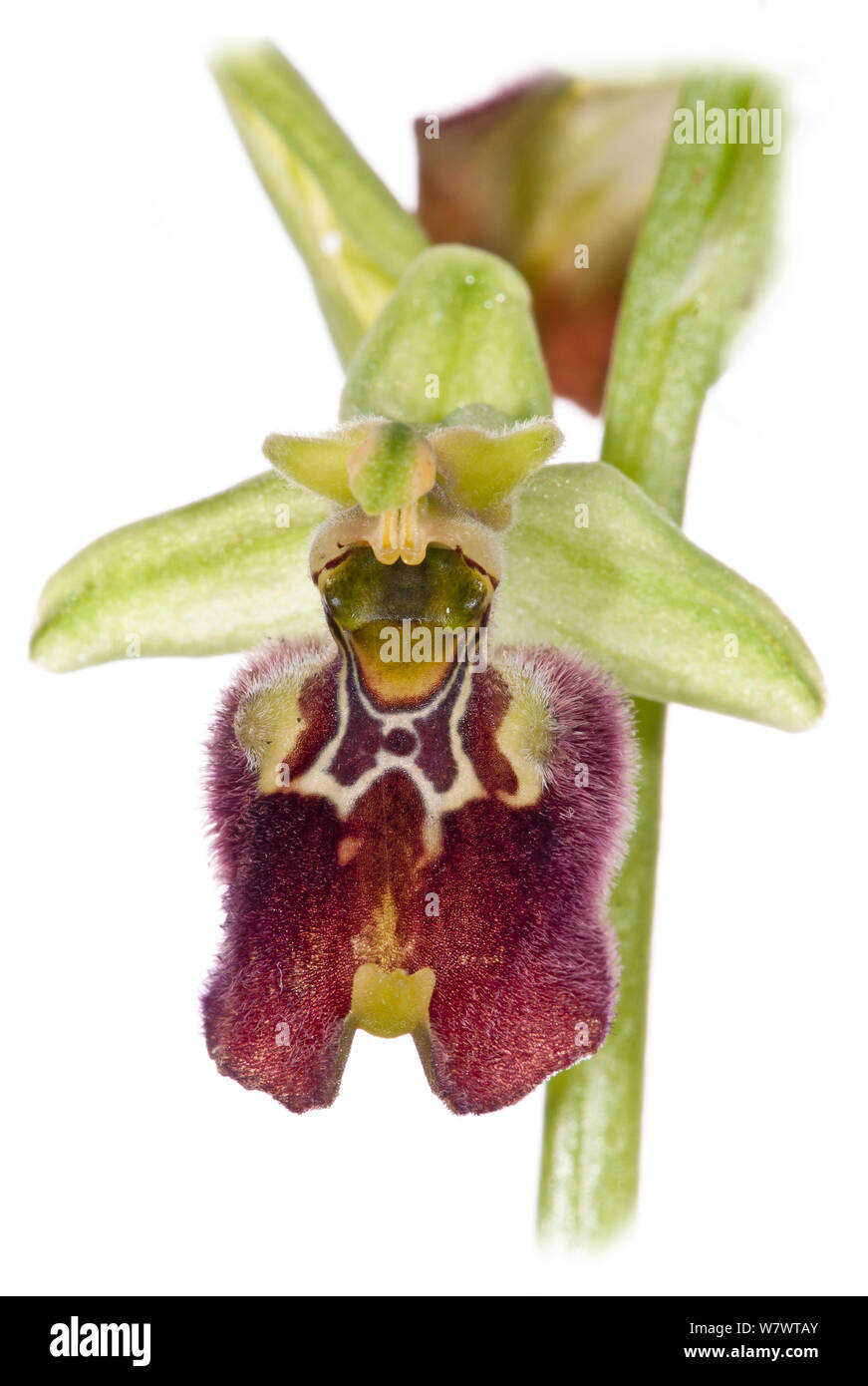 Hybrid orchid (Ophrys x cosentiana nociana), hybrid von Klein-gemusterten Ophrys (Ophrys fuciflora parvimaculata) und Ophrys fuciflora apulica und wächst in feuchten - Woodland über dem Lago di Varano, Gargano, Apulien, Italien, April. Stockfoto