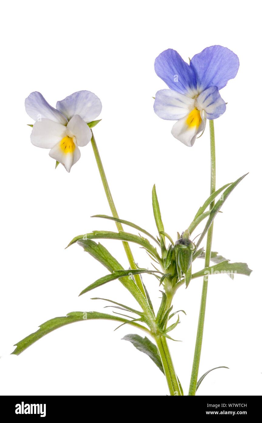 Feld Stiefmütterchen (Viola arvensis) in Blüte, Podere Montecucco, Orvieto, Umbrien, Italien, Mai. Stockfoto