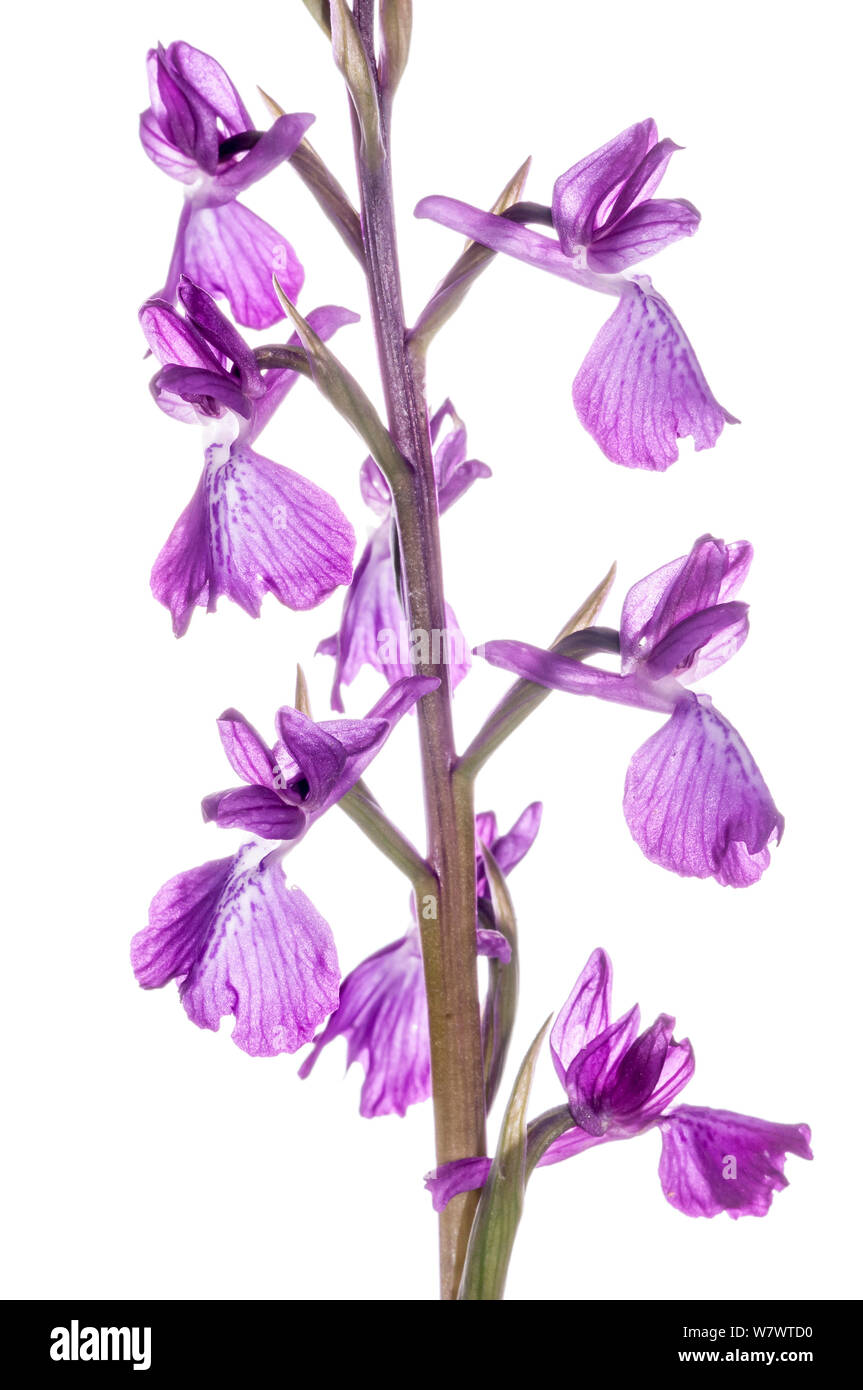 Marsh (Anacamptis Orchis palustris) seltene Arten, die in der Blume in der Nähe von Viterbo, Latium, Italien, Mai. Stockfoto